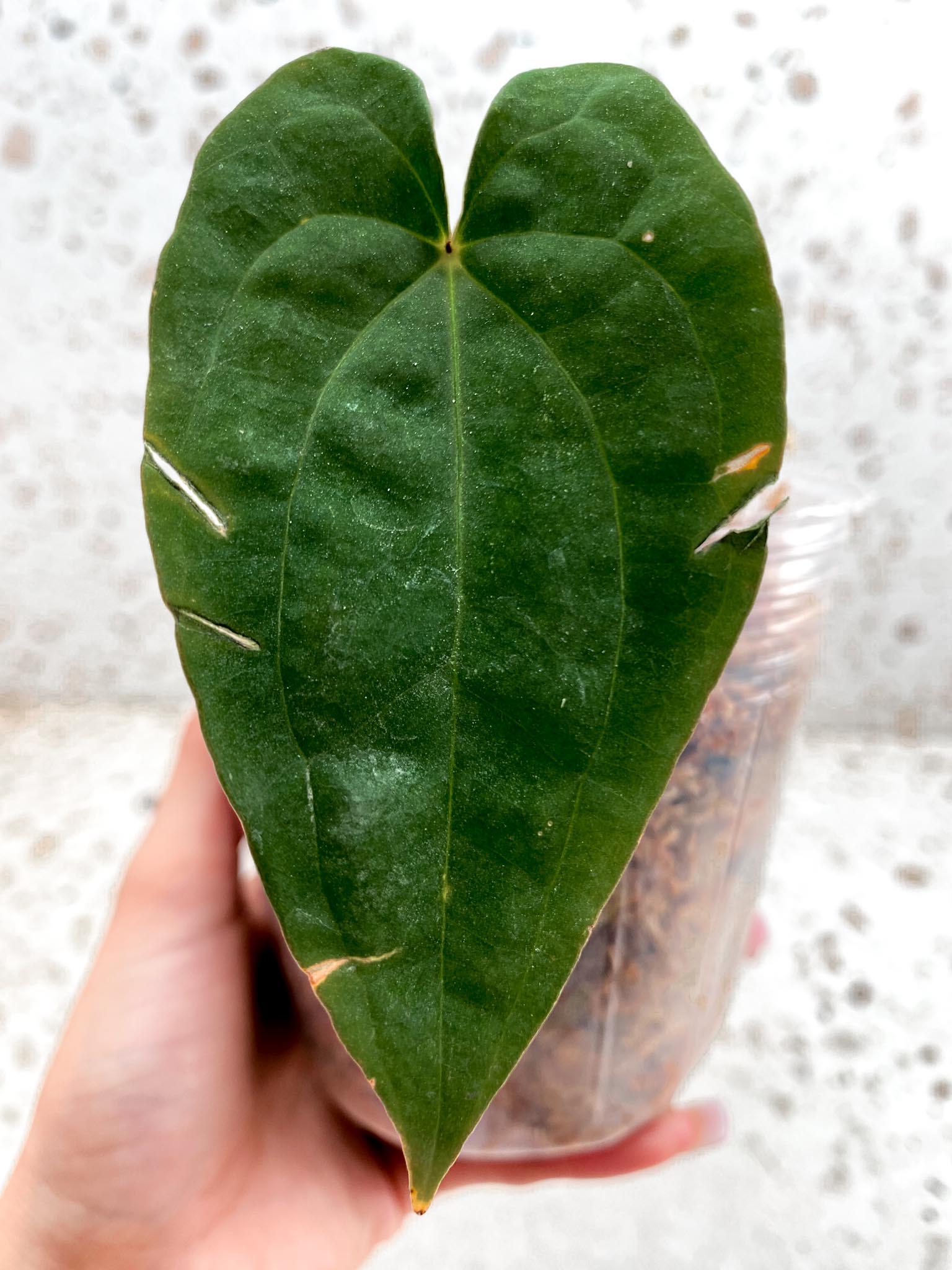 Anthurium Papillilaminum Long and bullet x red vein Dark Phoenix 1 Leaf 1 Node Rooted