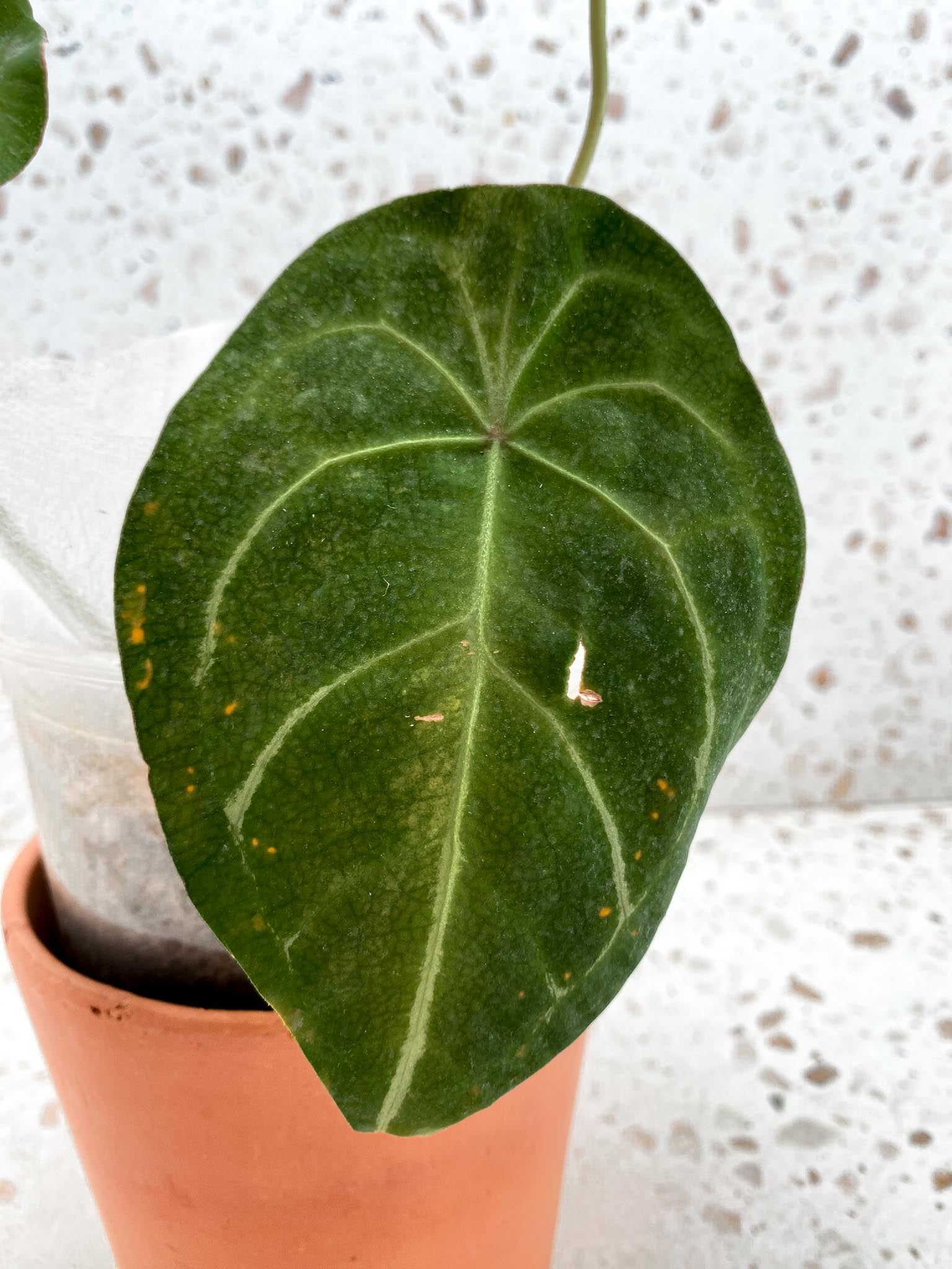 Anthurium Forgetii Spider Red 3 Leaves 4 Nodes 1 Sprout
