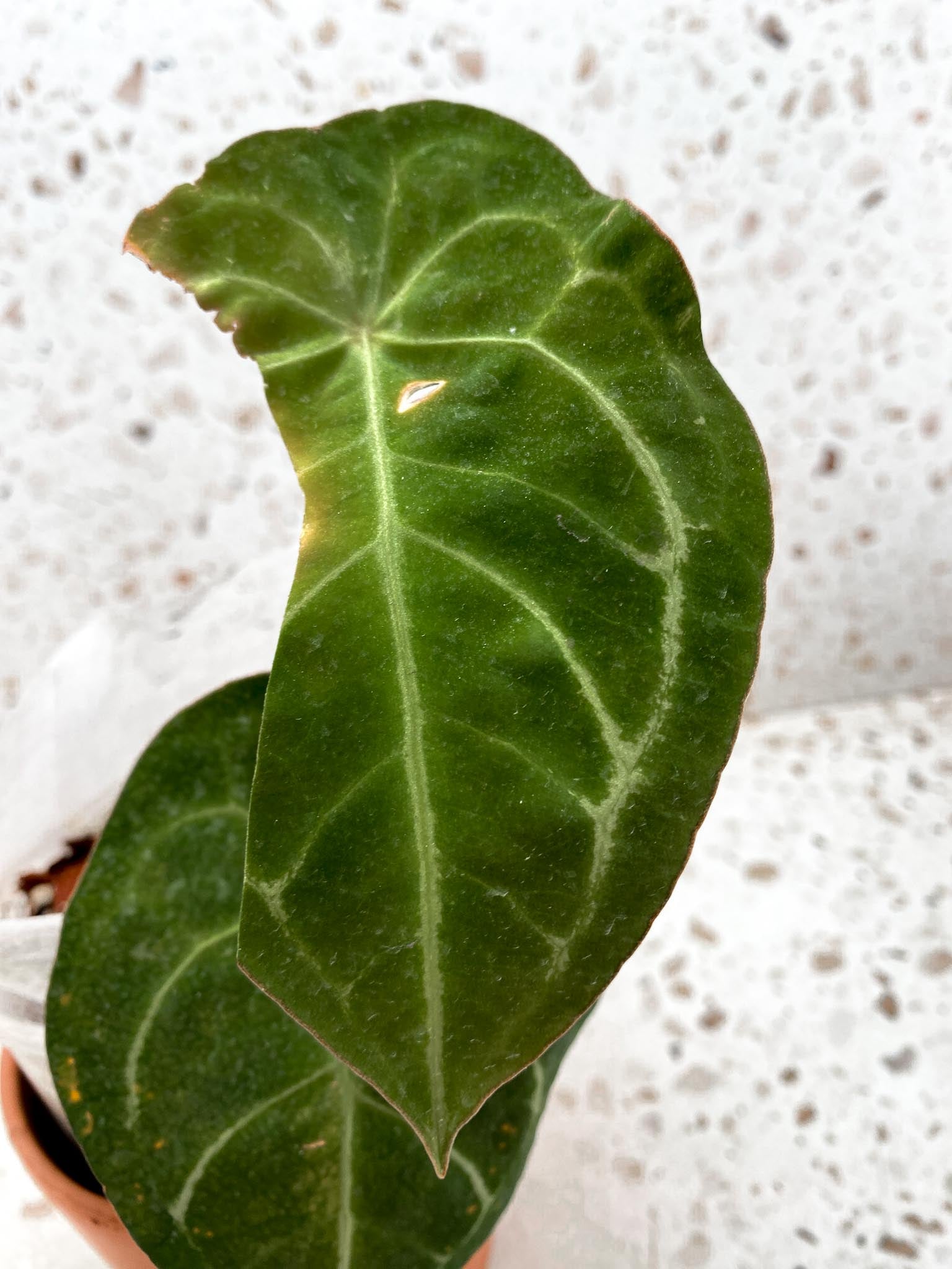 Anthurium Forgetii Spider Red 3 Leaves 4 Nodes 1 Sprout