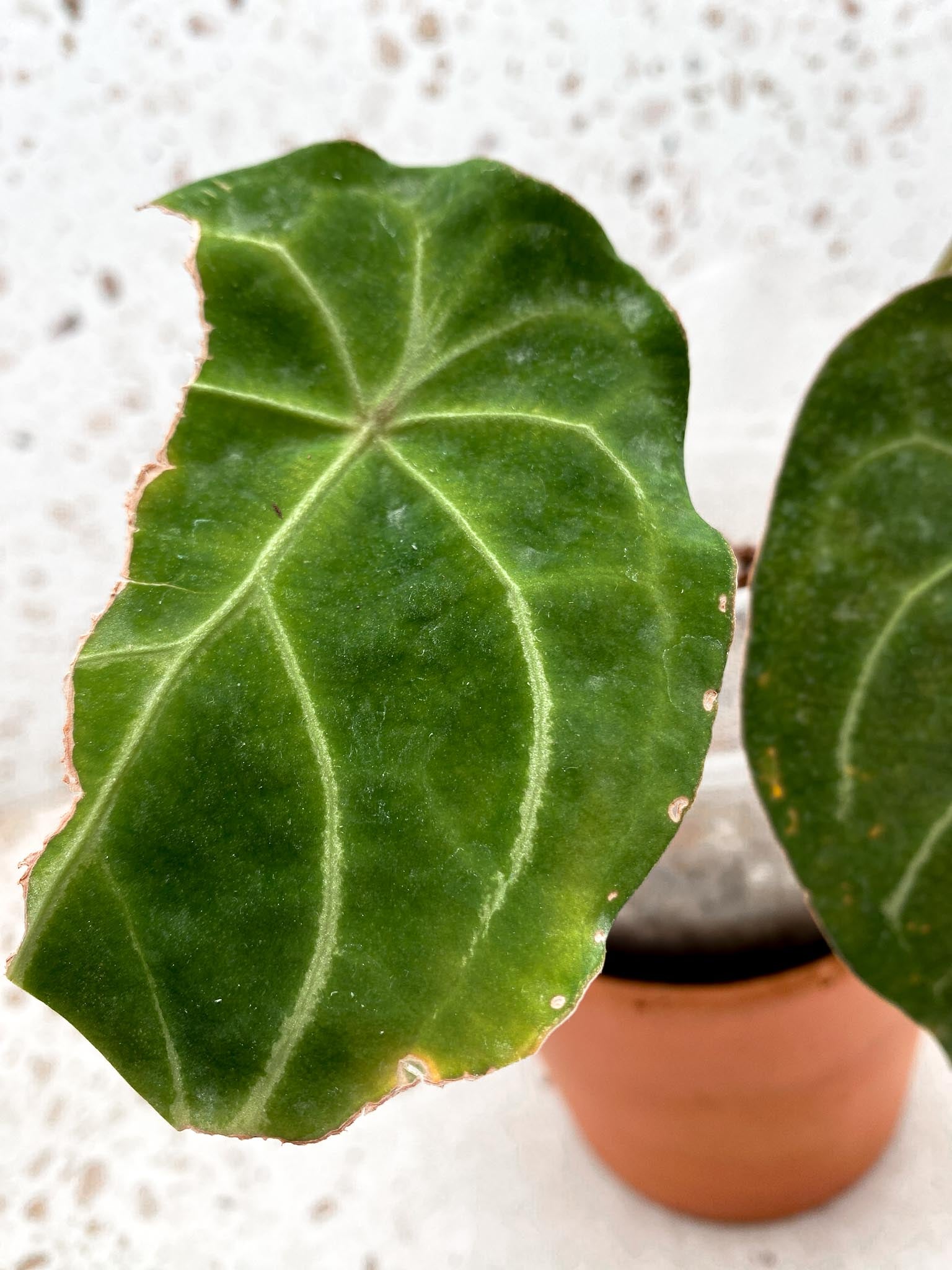 Anthurium Forgetii Spider Red 3 Leaves 4 Nodes 1 Sprout