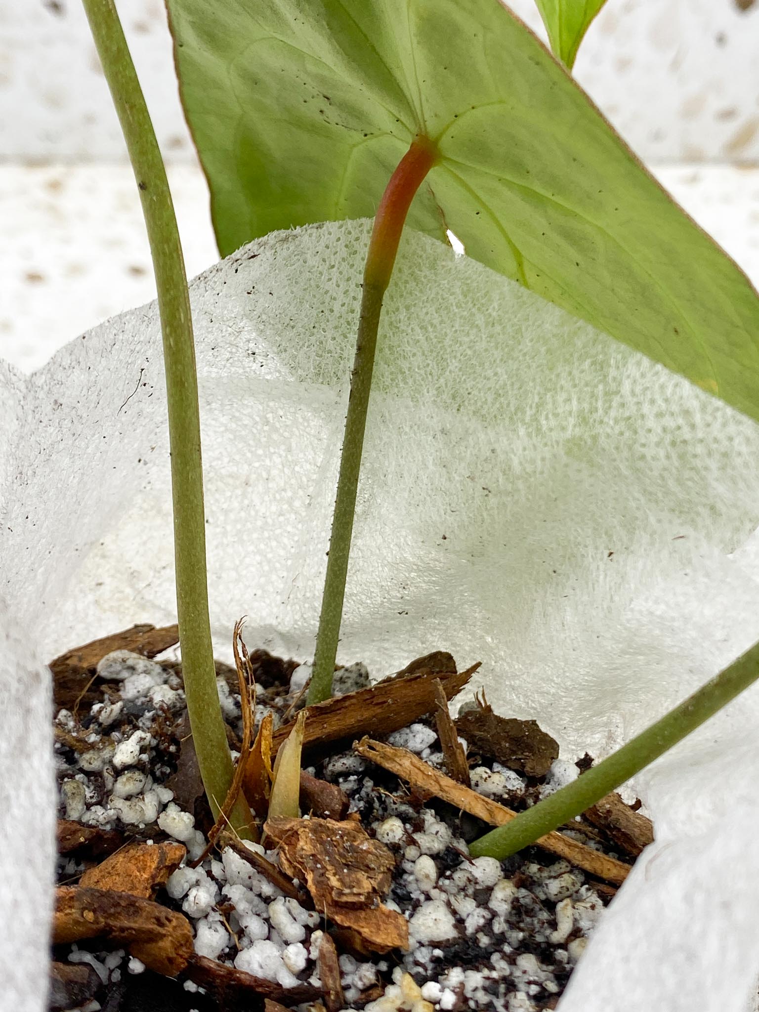 Anthurium Forgetii Spider Red 3 Leaves 4 Nodes 1 Sprout