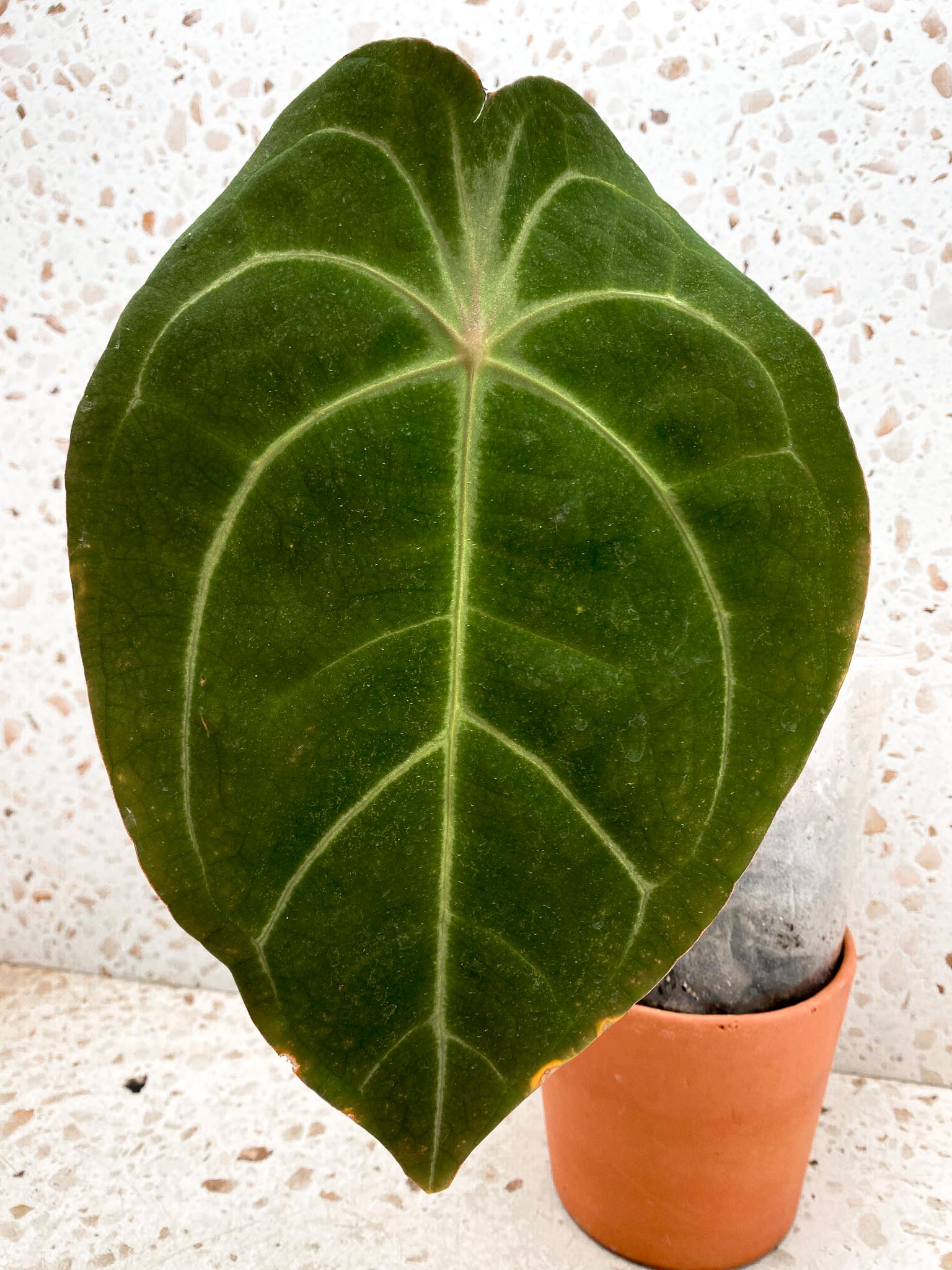 Anthurium Forgetii x Besseae aff Mother plant (Showcase)