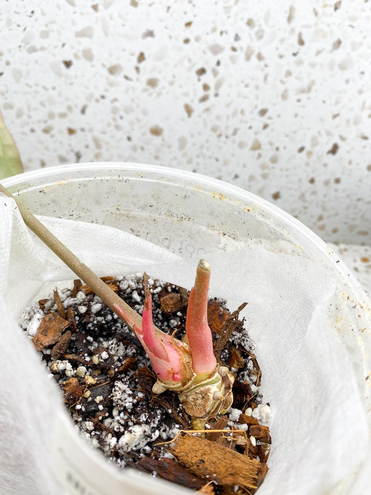 Anthurium Forgetii x Besseae aff Mother plant (Showcase)