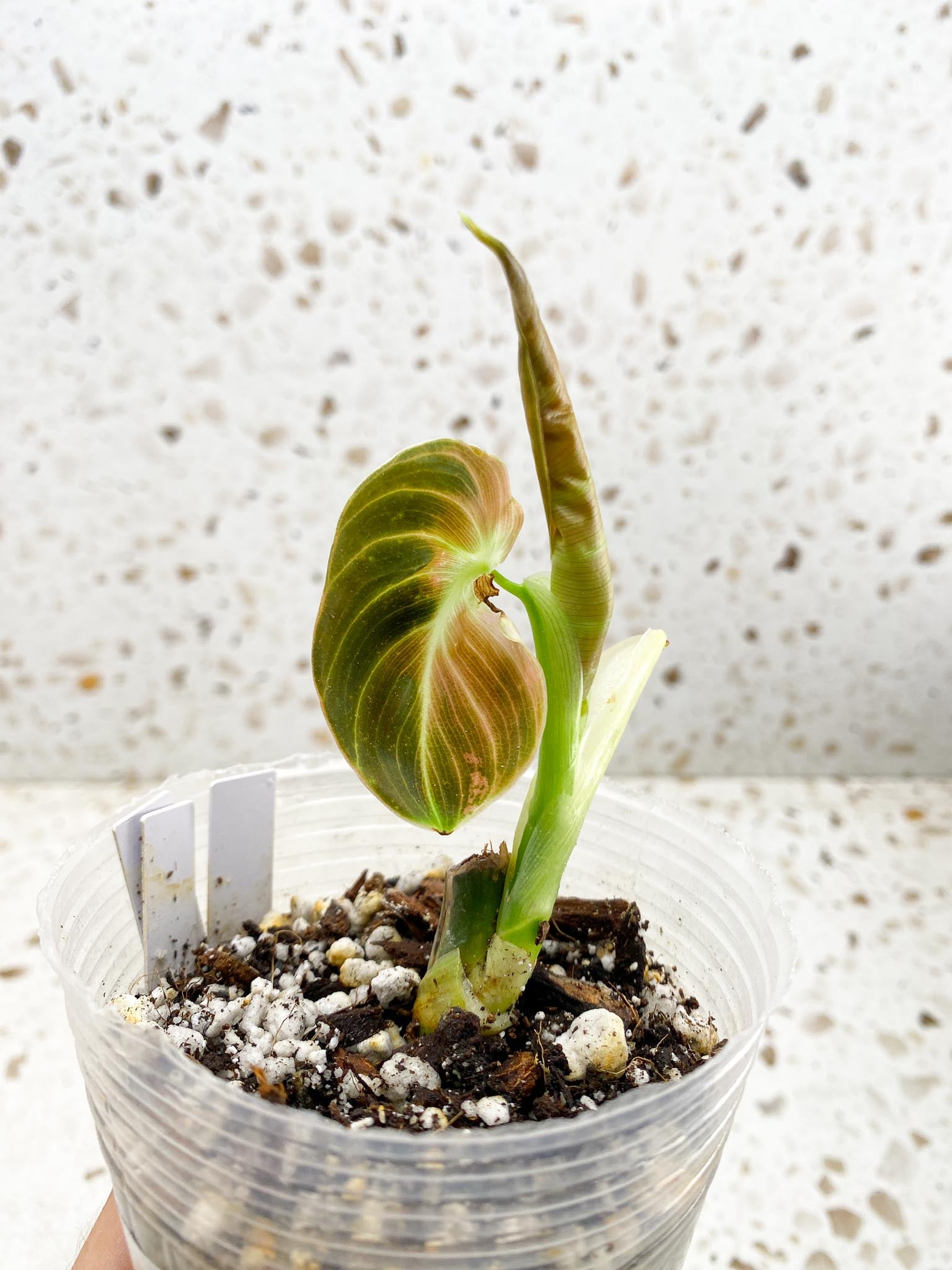 Philodendron Melanochrysum Variegated 2 Leaves 2 Nodes Rooted