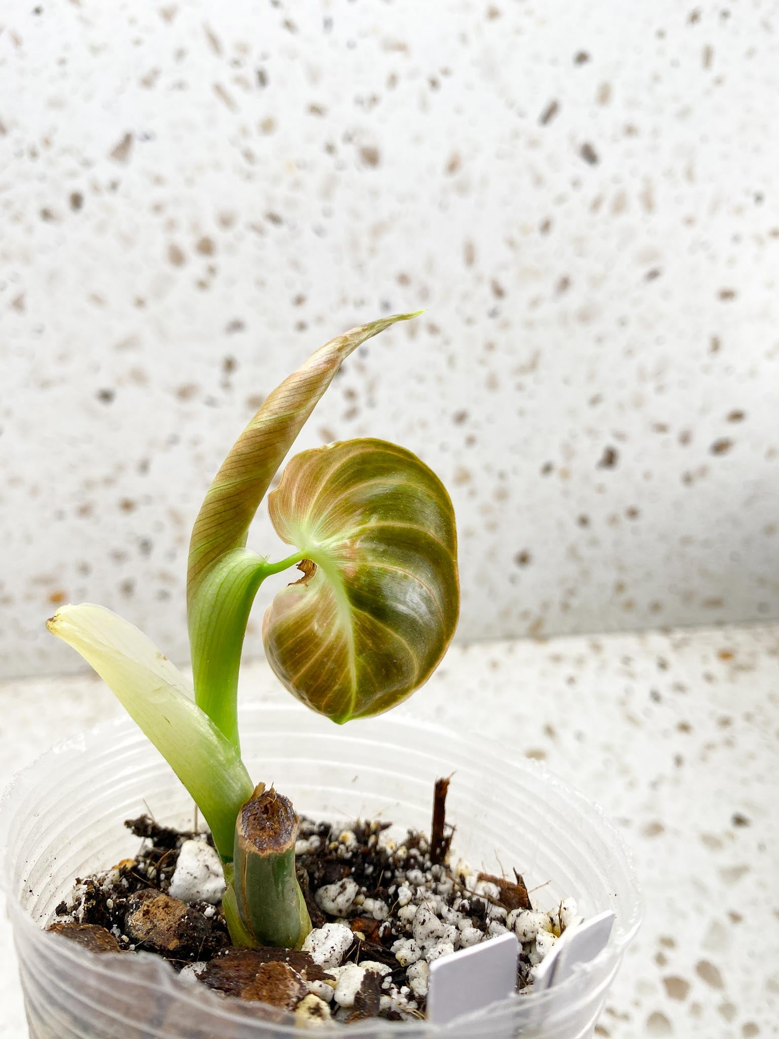 Philodendron Melanochrysum Variegated 2 Leaves 2 Nodes Rooted
