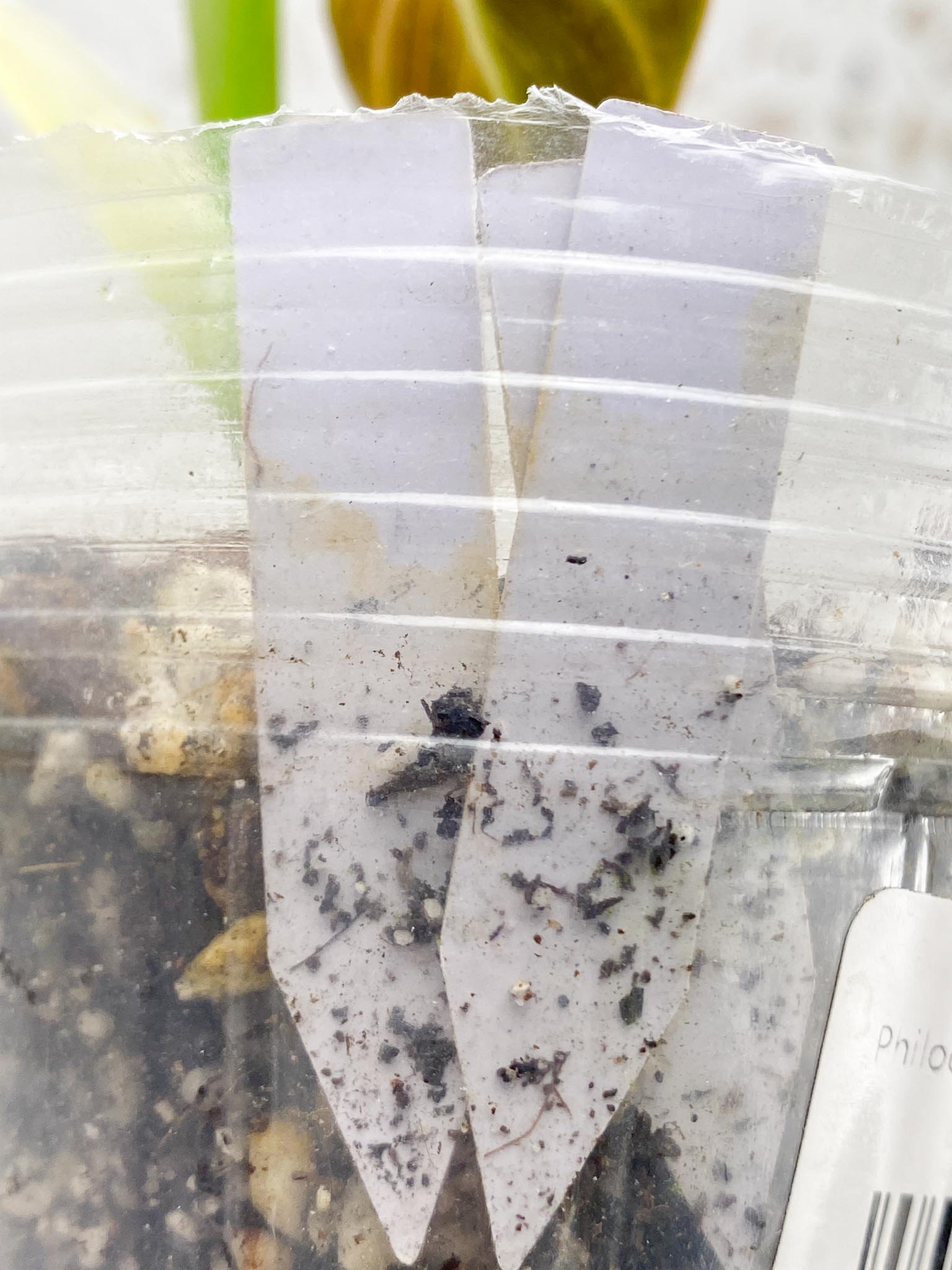 Philodendron Melanochrysum Variegated 2 Leaves 2 Nodes Rooted