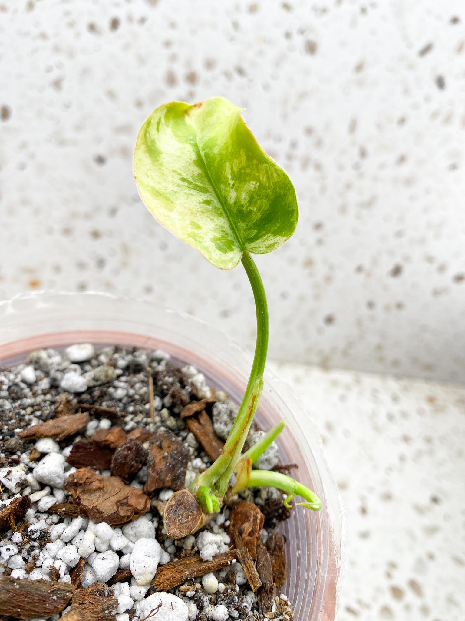 Philodendron Emerald Variegated 1 Leaf 3 Nodes 1 Sprout