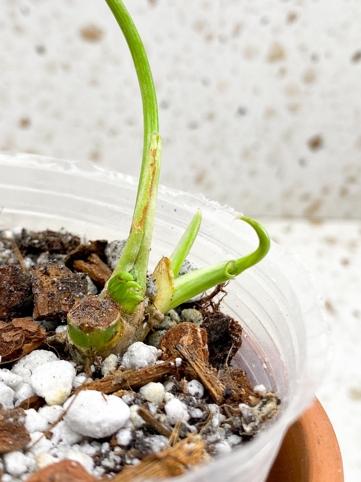 Philodendron Emerald Variegated 1 Leaf 3 Nodes 1 Sprout
