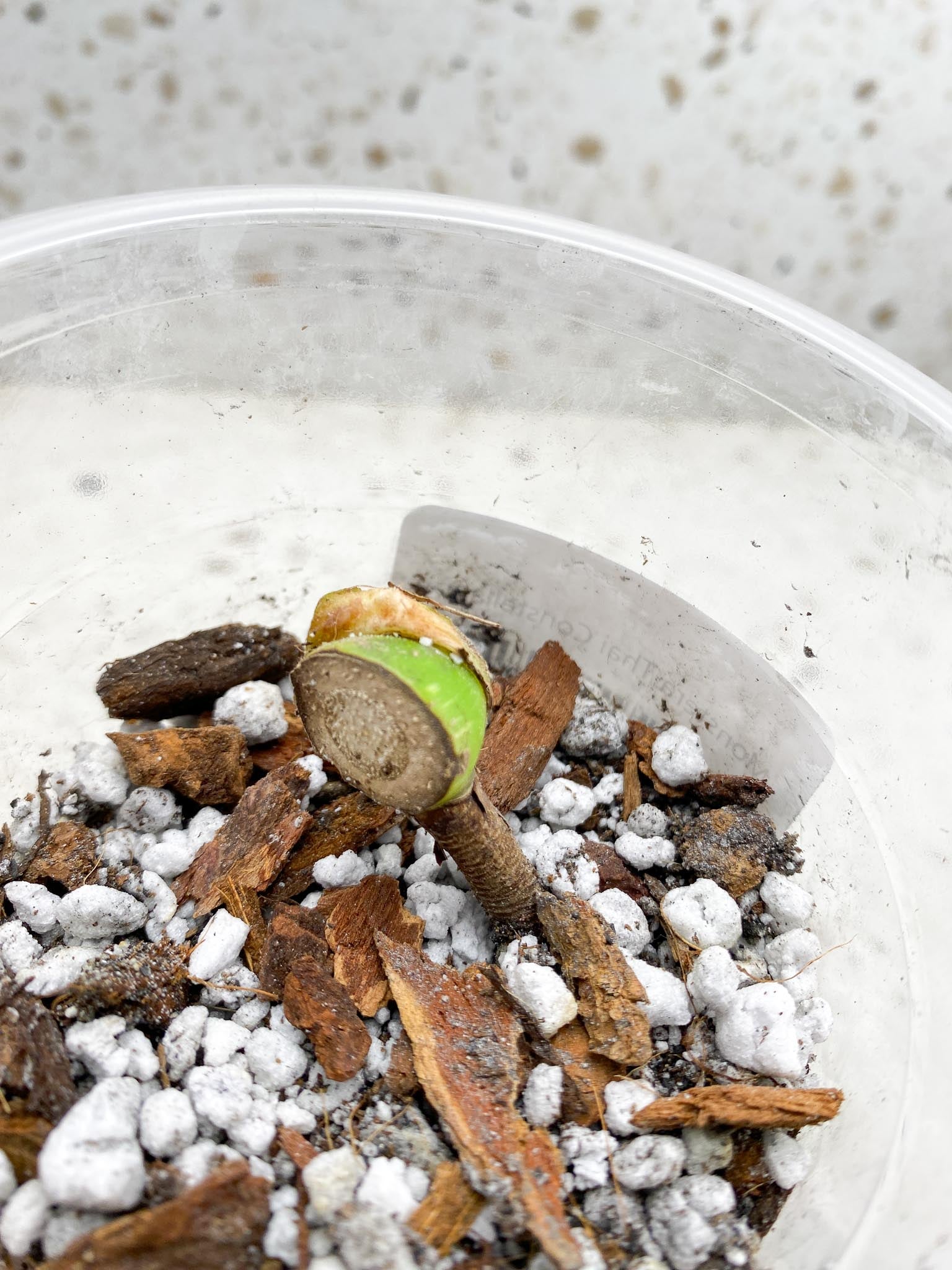 Monstera Thai Constellation 1 Node Rooted