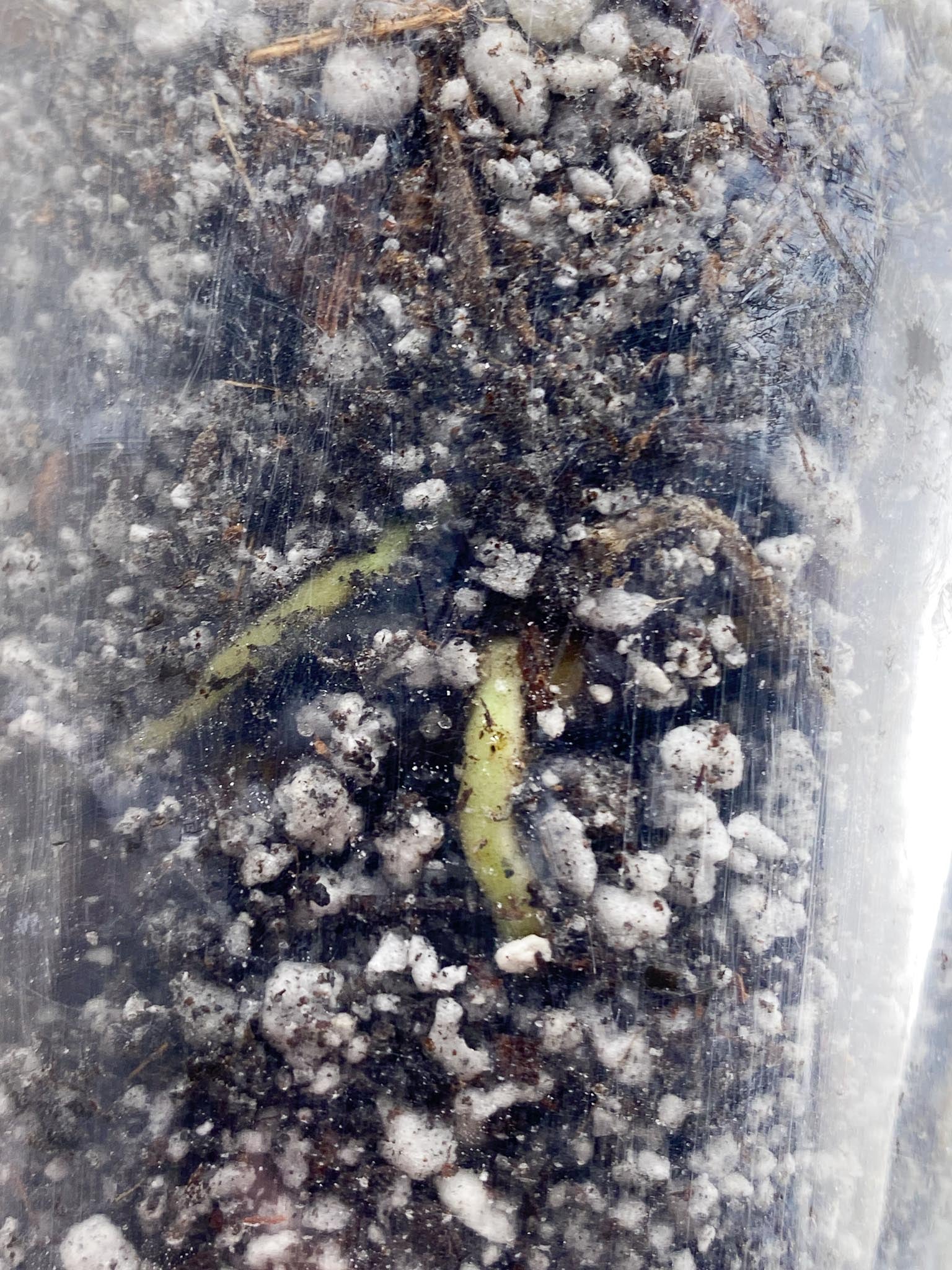 Monstera Thai Constellation 1 Node Rooted