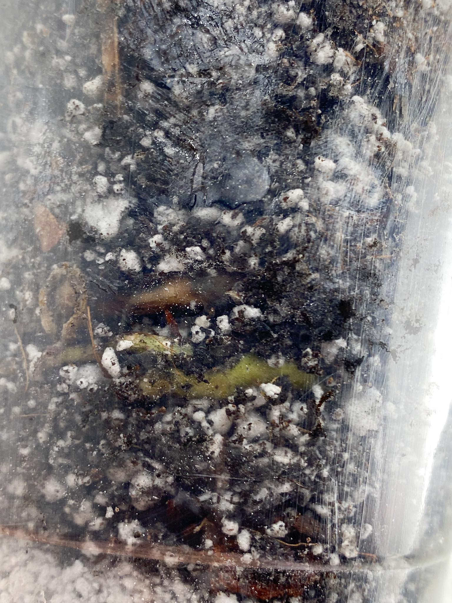 Monstera Thai Constellation 1 Node Rooted
