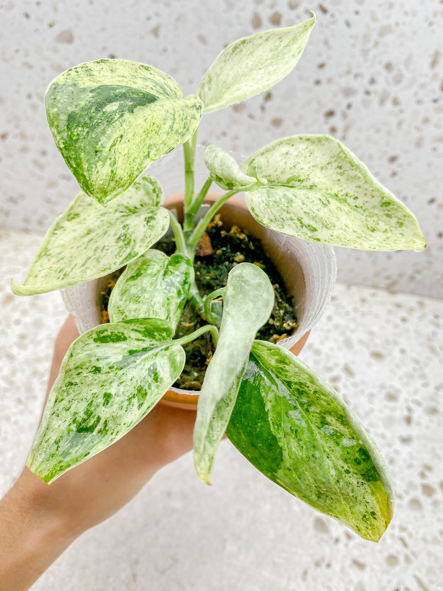 scindapsus Jade Satin Creme Brulee Variegated Multiple Leaves Multiple Nodes 1 Sprout Rooted