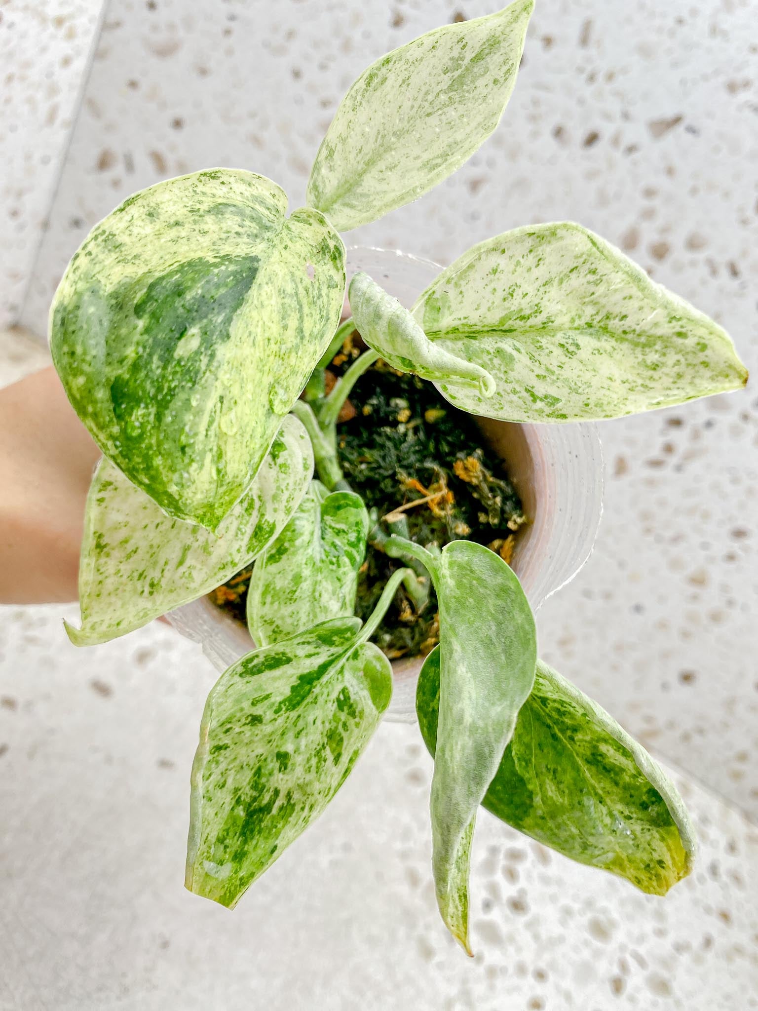 scindapsus Jade Satin Creme Brulee Variegated Multiple Leaves Multiple Nodes 1 Sprout Rooted