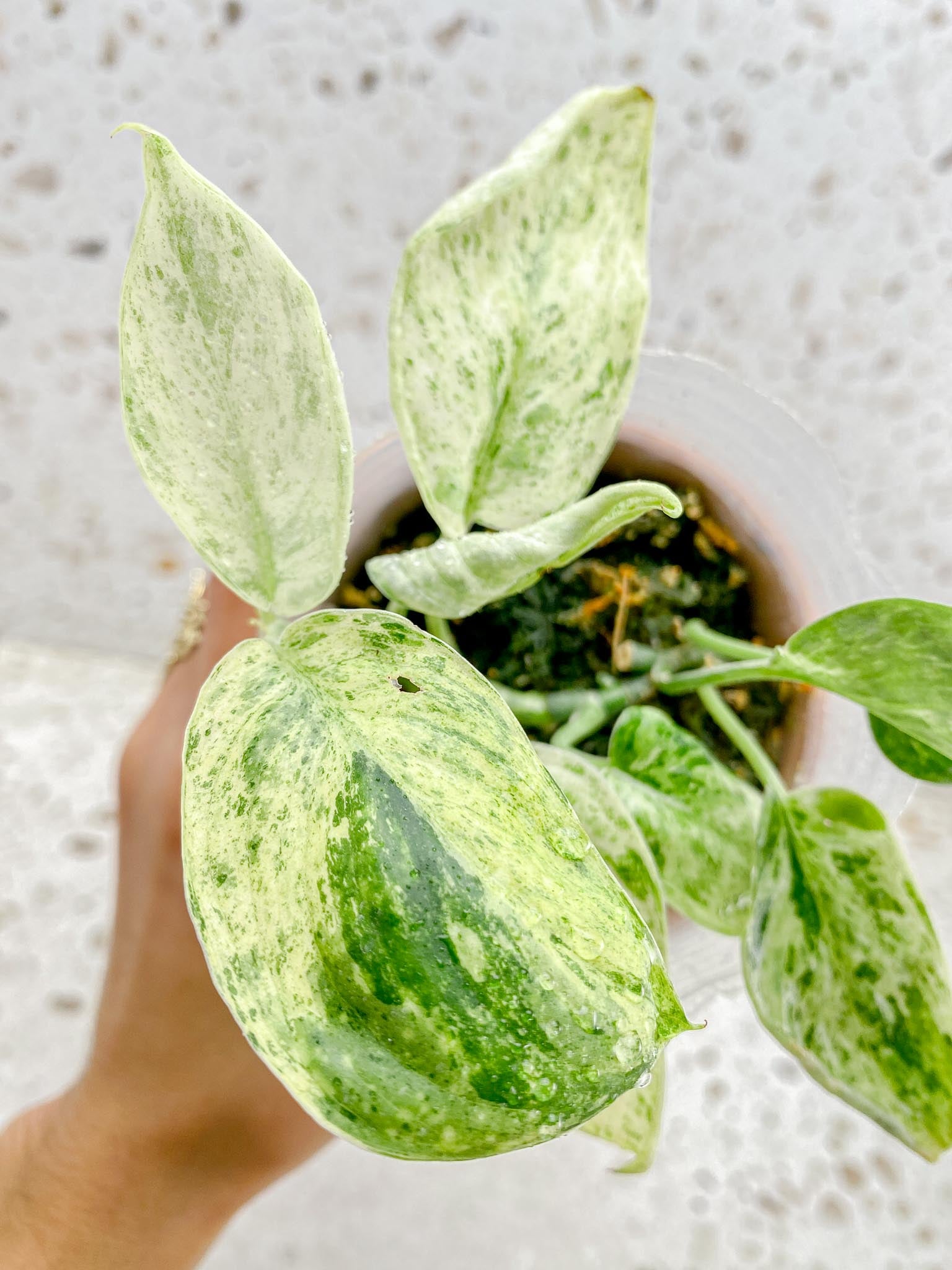 scindapsus Jade Satin Creme Brulee Variegated Multiple Leaves Multiple Nodes 1 Sprout Rooted