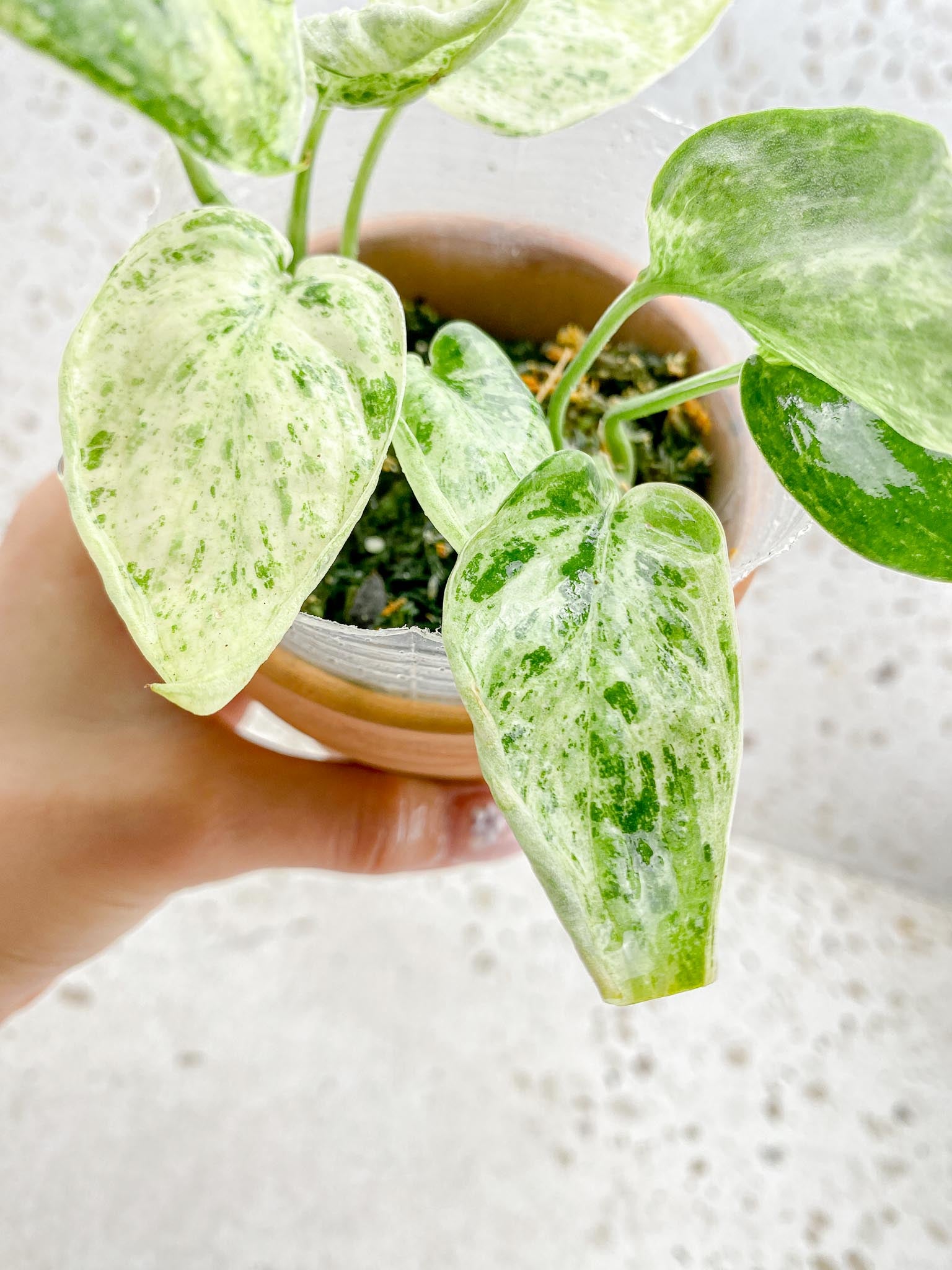 scindapsus Jade Satin Creme Brulee Variegated Multiple Leaves Multiple Nodes 1 Sprout Rooted
