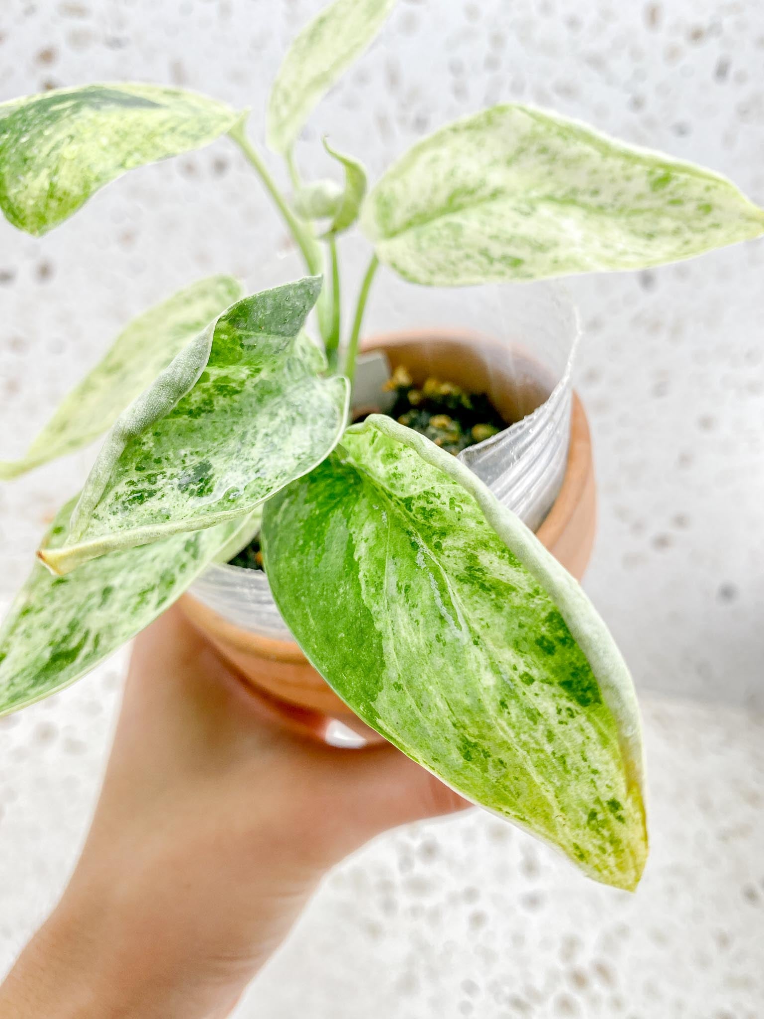 scindapsus Jade Satin Creme Brulee Variegated Multiple Leaves Multiple Nodes 1 Sprout Rooted