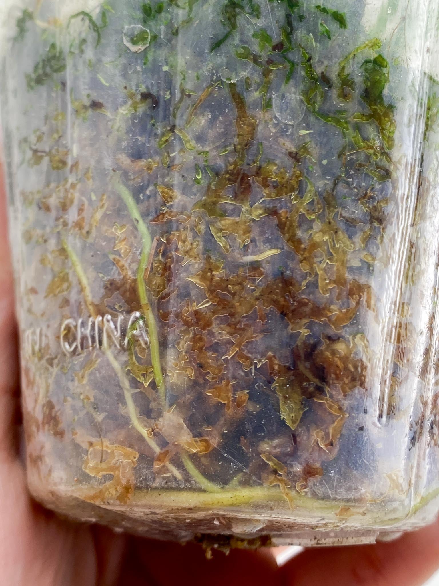 scindapsus Jade Satin Creme Brulee Variegated Multiple Leaves Multiple Nodes 1 Sprout Rooted