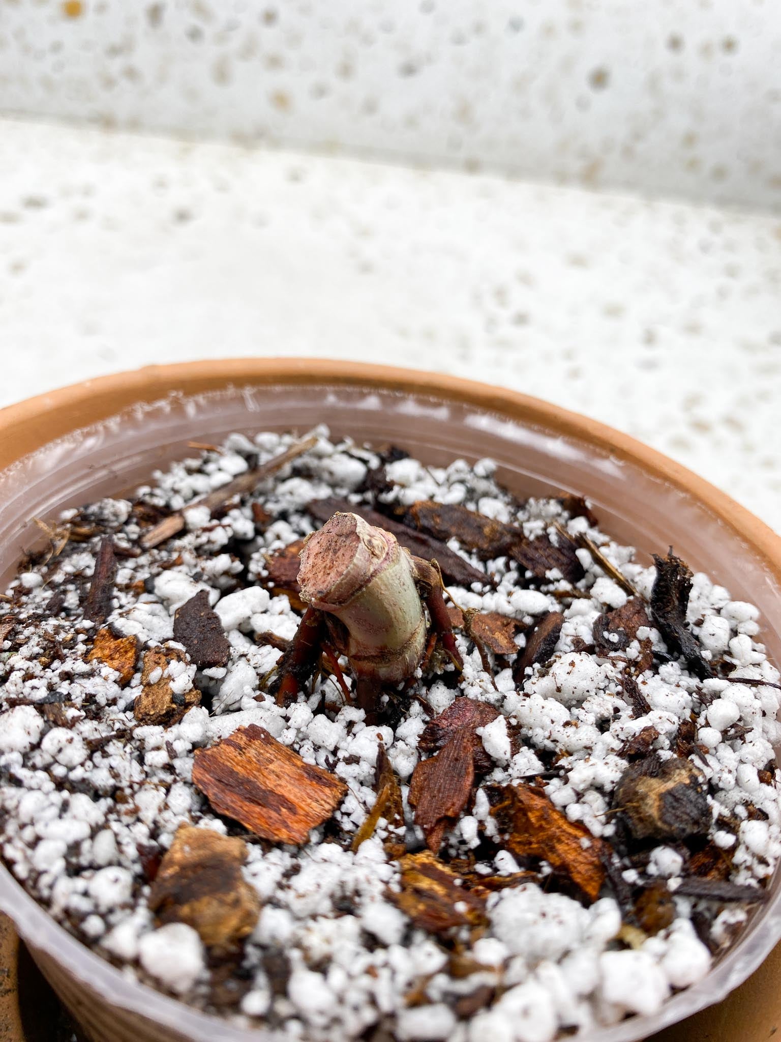 Philodendron Caramel Marble Variegated 2 Nodes Rooted