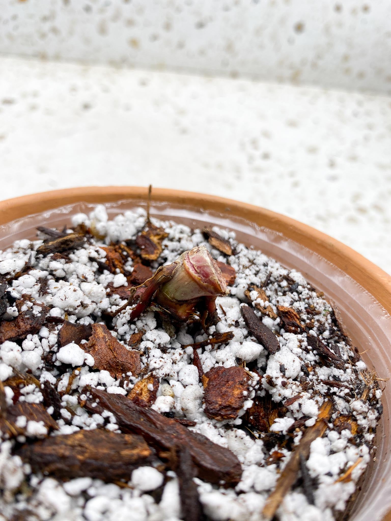 Philodendron Caramel Marble Variegated 2 Nodes Rooted