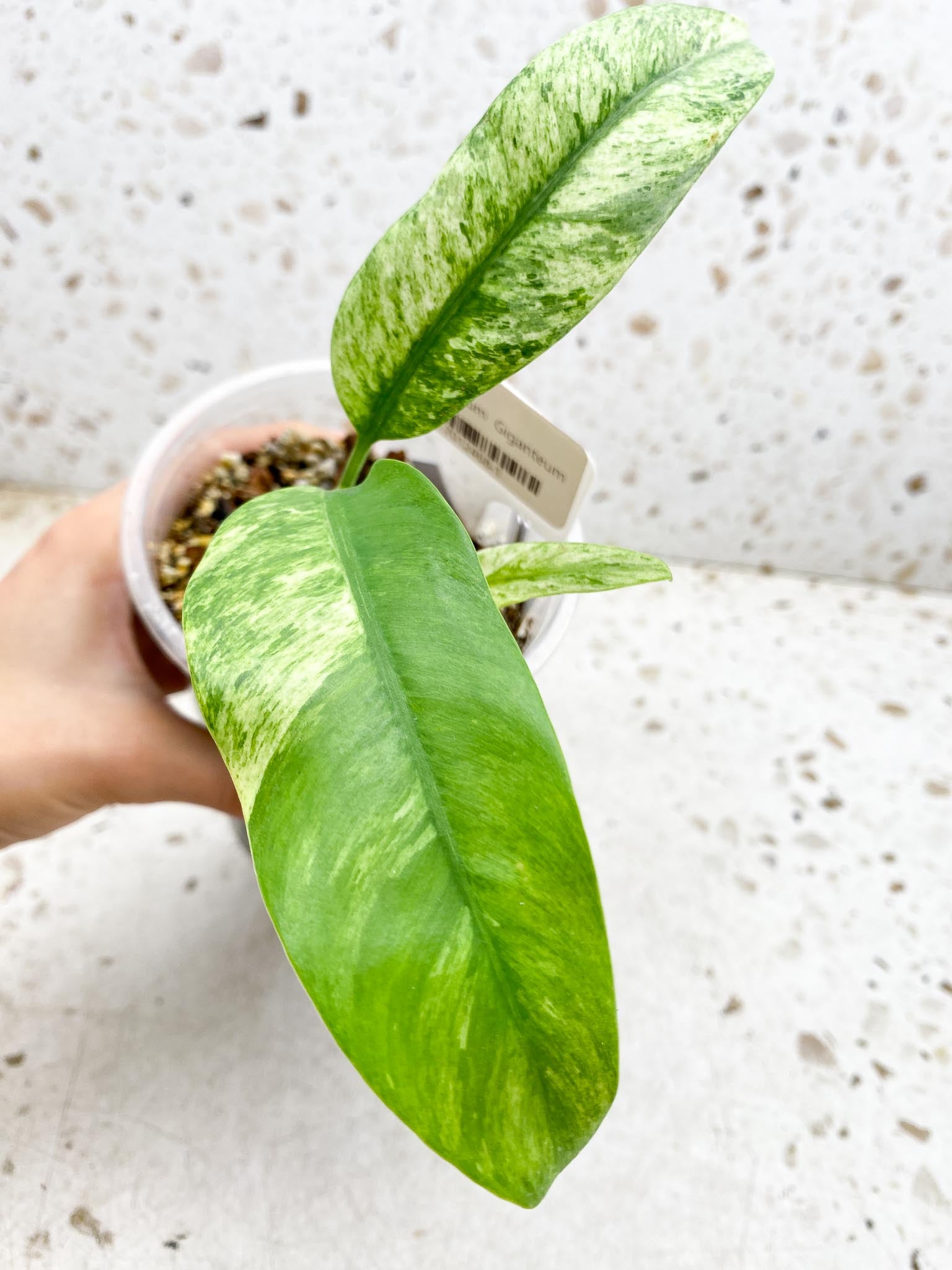 Epipremnum Giganteum 3 Leaves 3 Nodes top cutting Rooted