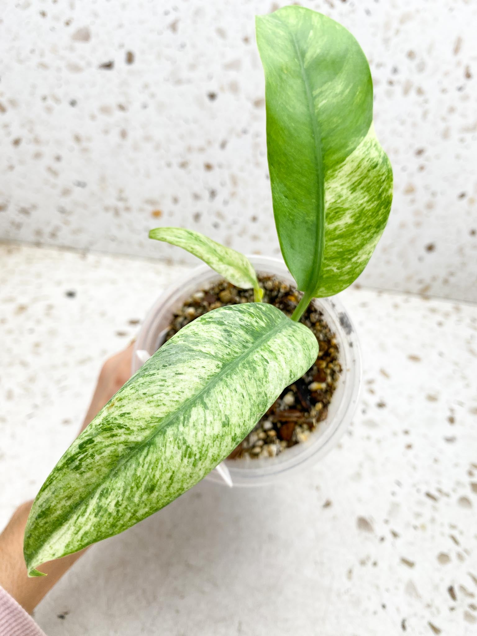 Epipremnum Giganteum 3 Leaves 3 Nodes top cutting Rooted