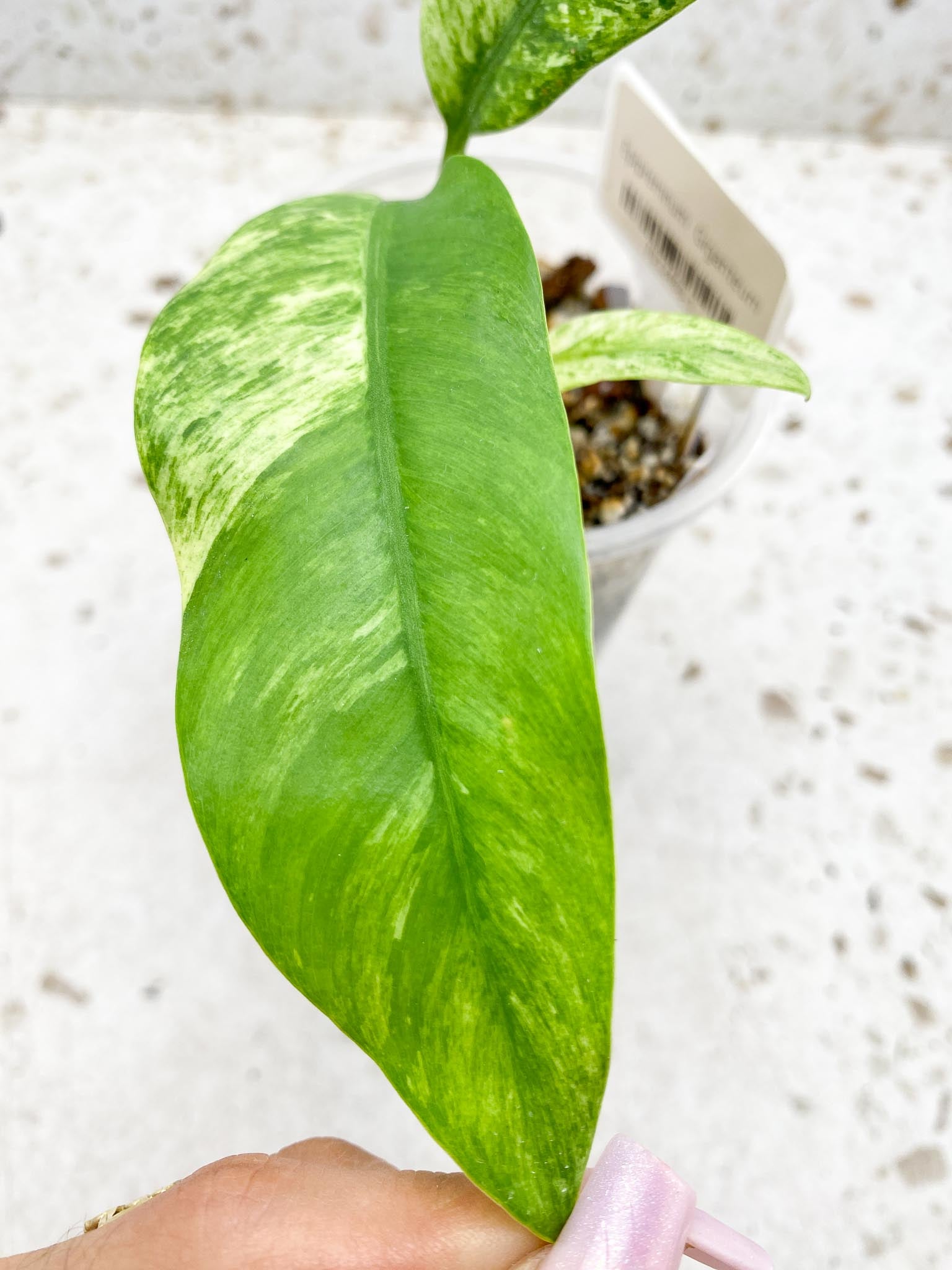 Epipremnum Giganteum 3 Leaves 3 Nodes top cutting Rooted
