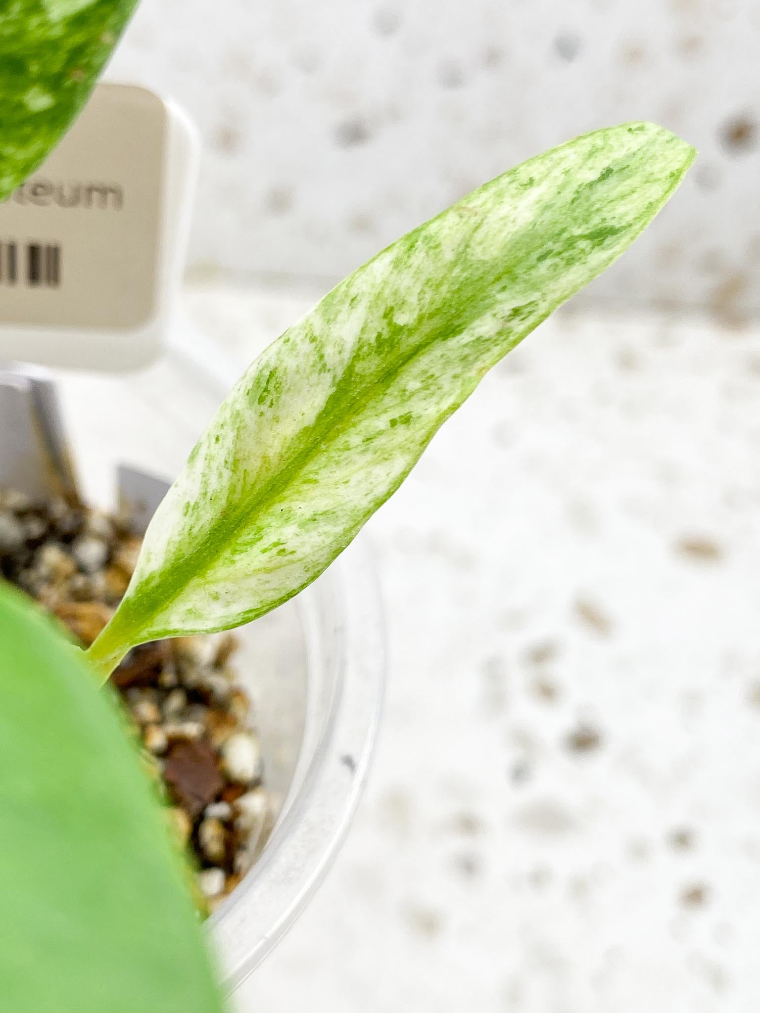 Epipremnum Giganteum 3 Leaves 3 Nodes top cutting Rooted