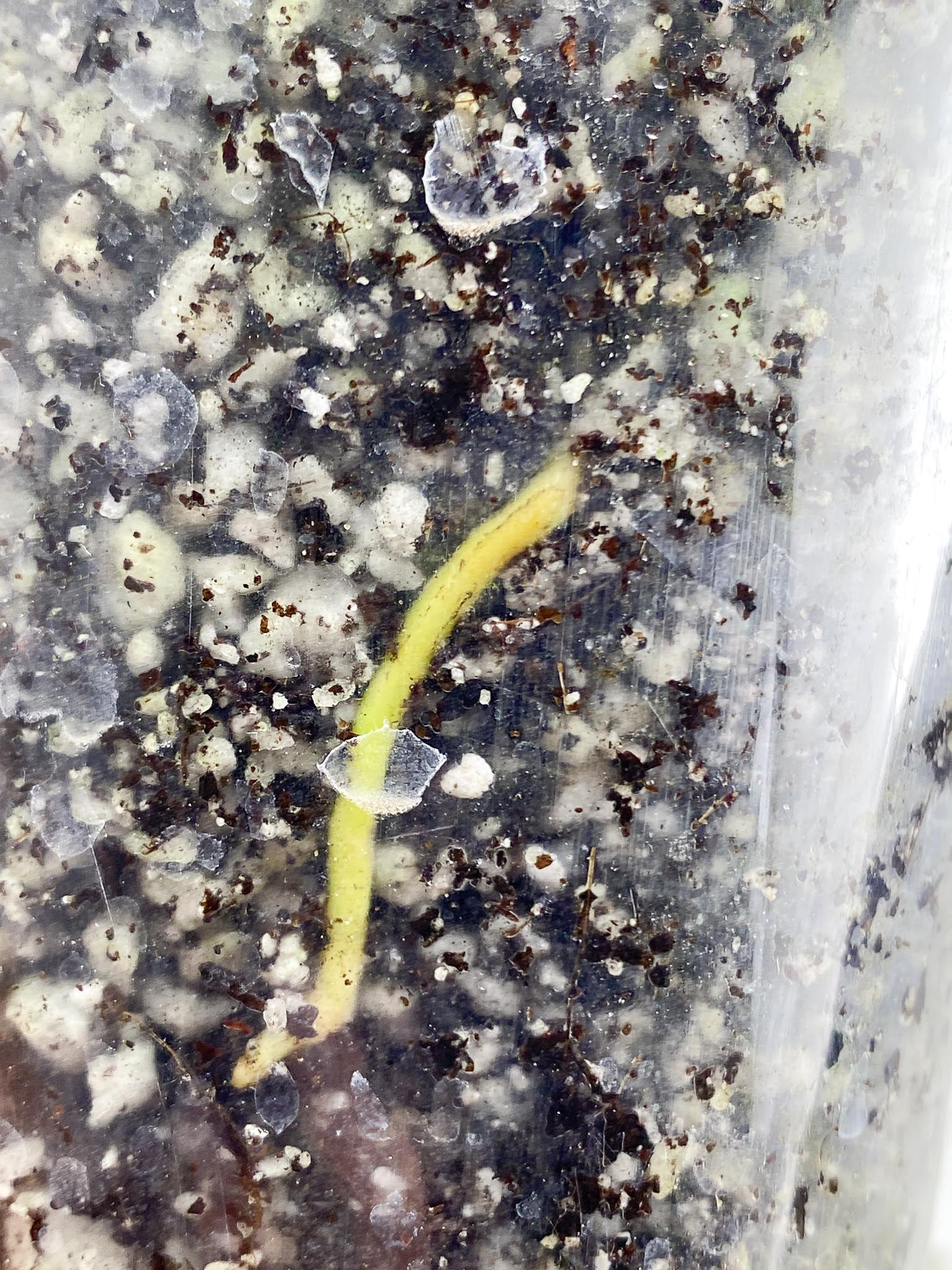 Epipremnum Giganteum 3 Leaves 3 Nodes top cutting Rooted