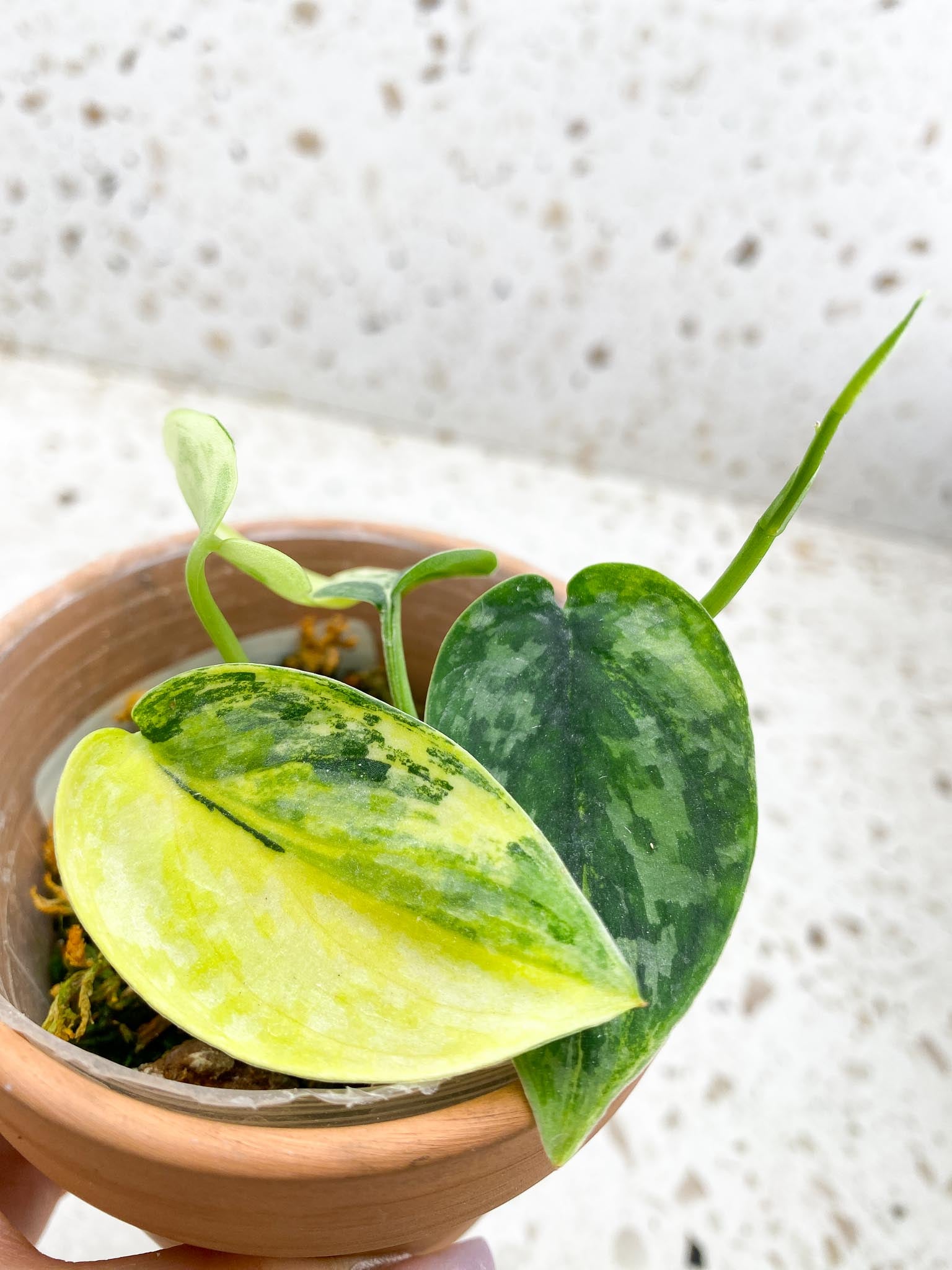 Scindapsus apolaki Variegated Multiple leaves Multiple nodes 1 Sprout top cutting Highly Variegated Rooted