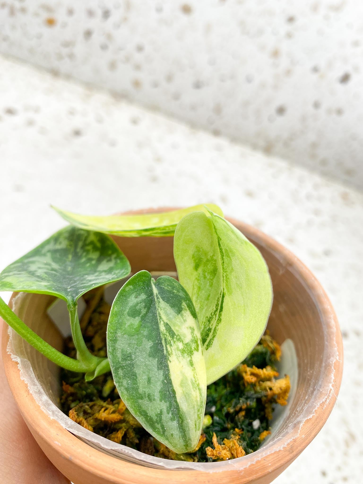 Scindapsus apolaki Variegated Multiple leaves Multiple nodes 1 Sprout top cutting Highly Variegated Rooted