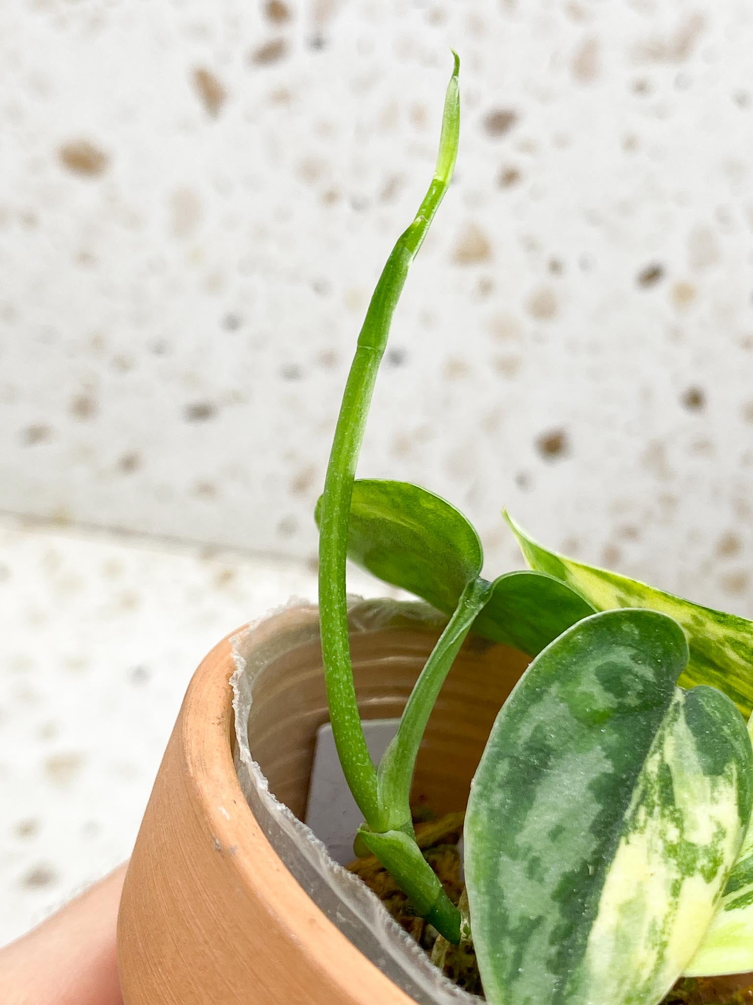 Scindapsus apolaki Variegated Multiple leaves Multiple nodes 1 Sprout top cutting Highly Variegated Rooted