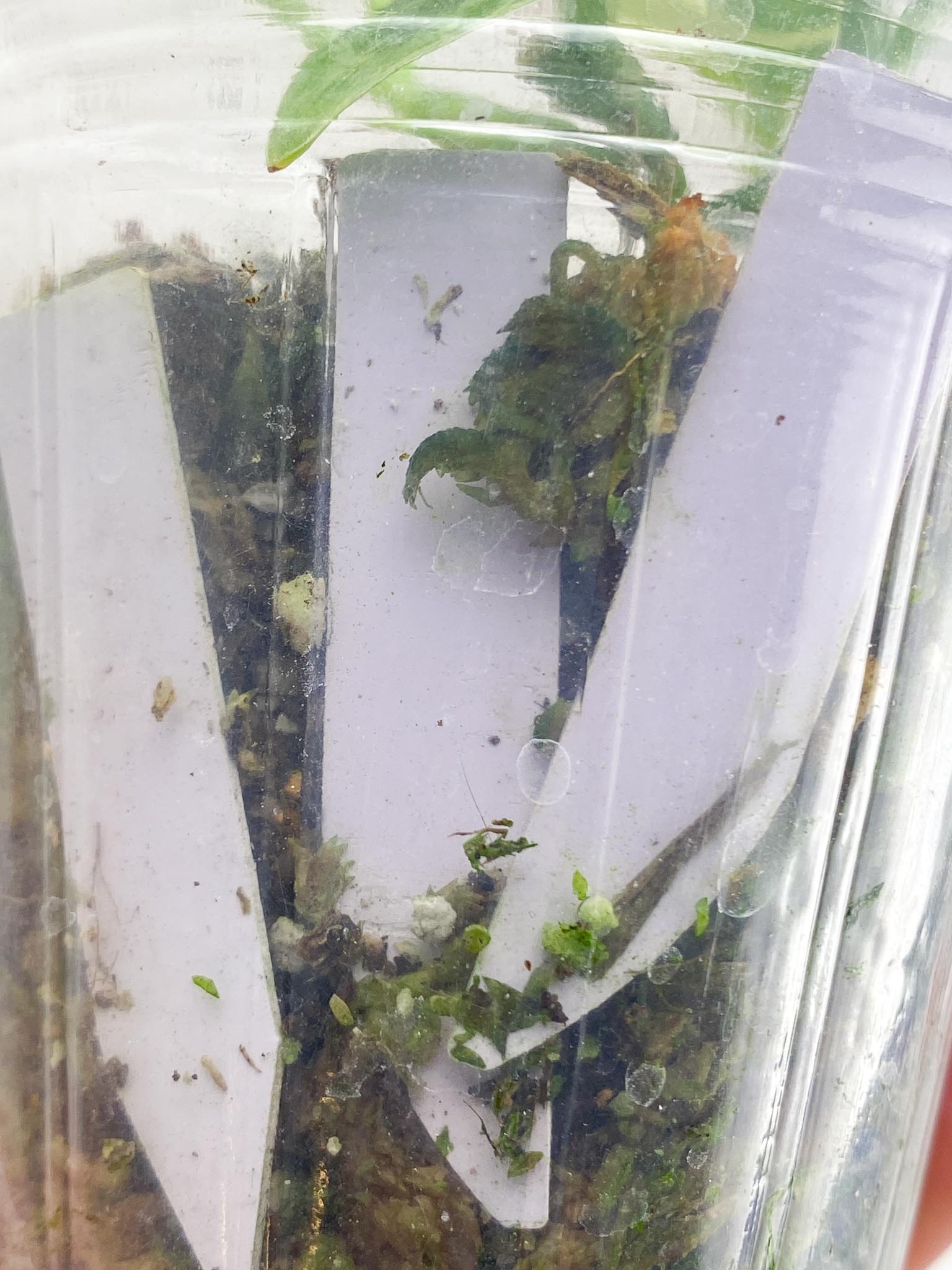 Scindapsus apolaki Variegated Multiple leaves Multiple nodes 1 Sprout top cutting Highly Variegated Rooted