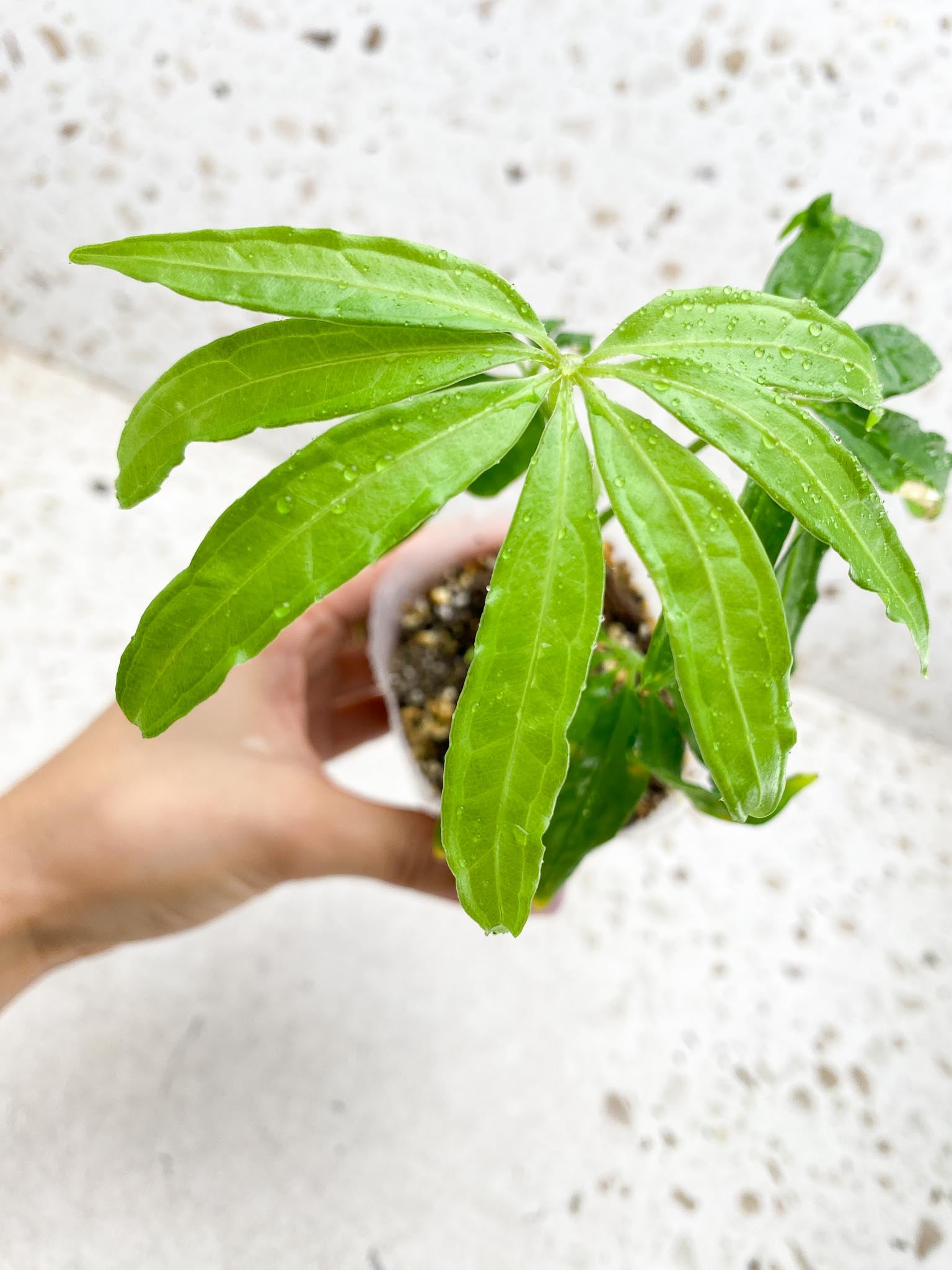 Anthurium Polyschitum Multiple Leaves Multiple Nodes Rooted