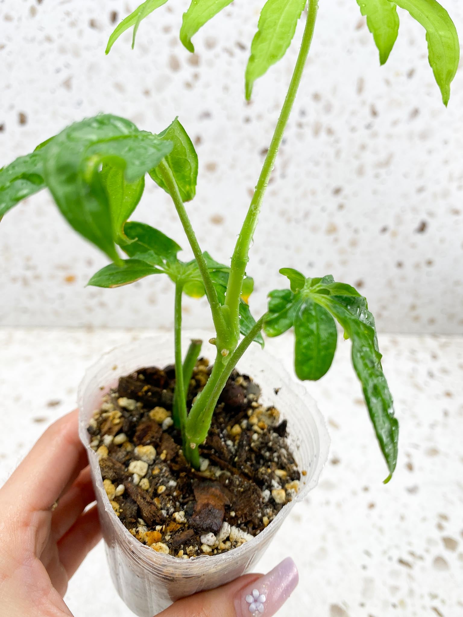 Anthurium Polyschitum Multiple Leaves Multiple Nodes Rooted