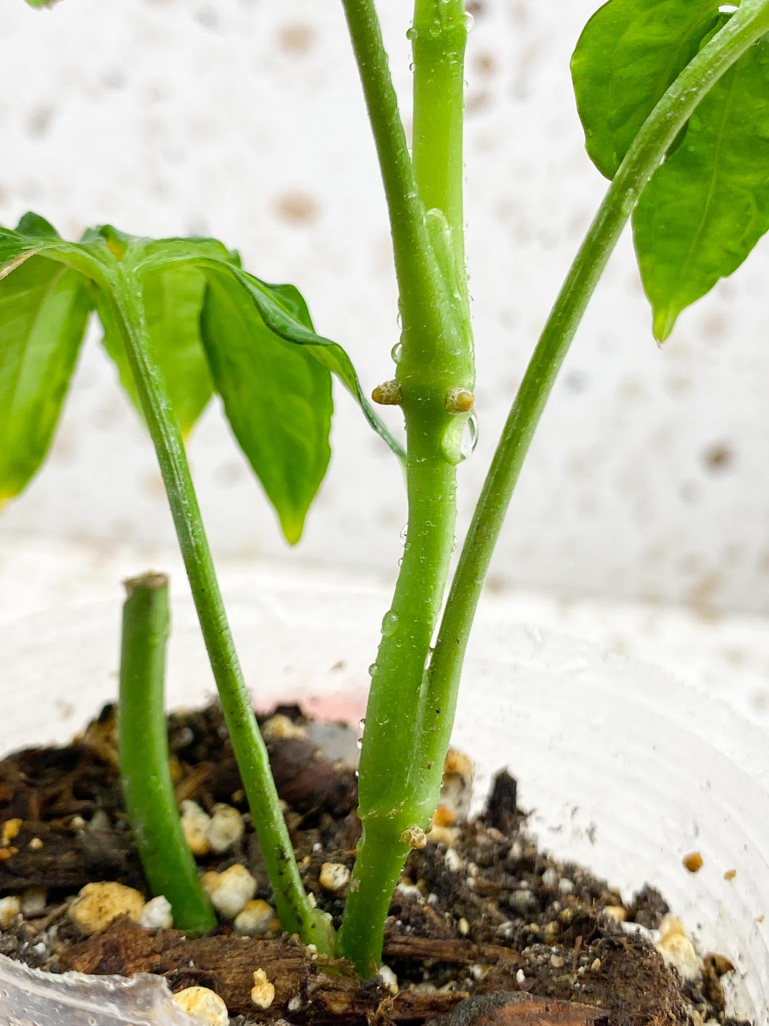 Anthurium Polyschitum Multiple Leaves Multiple Nodes Rooted