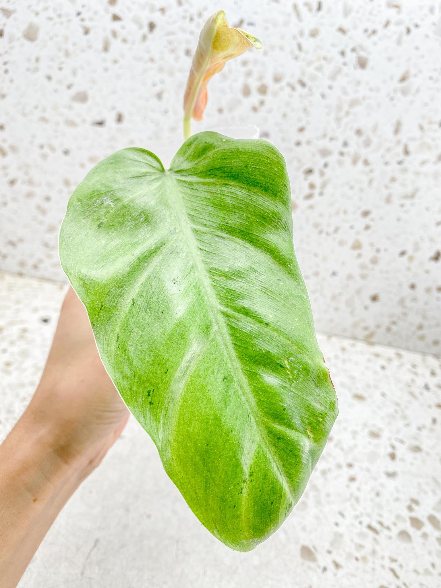 Philodendron Whipple Way A++ (US Clone) 2 Leaves 3 Nodes 1 Sprout Rooted
