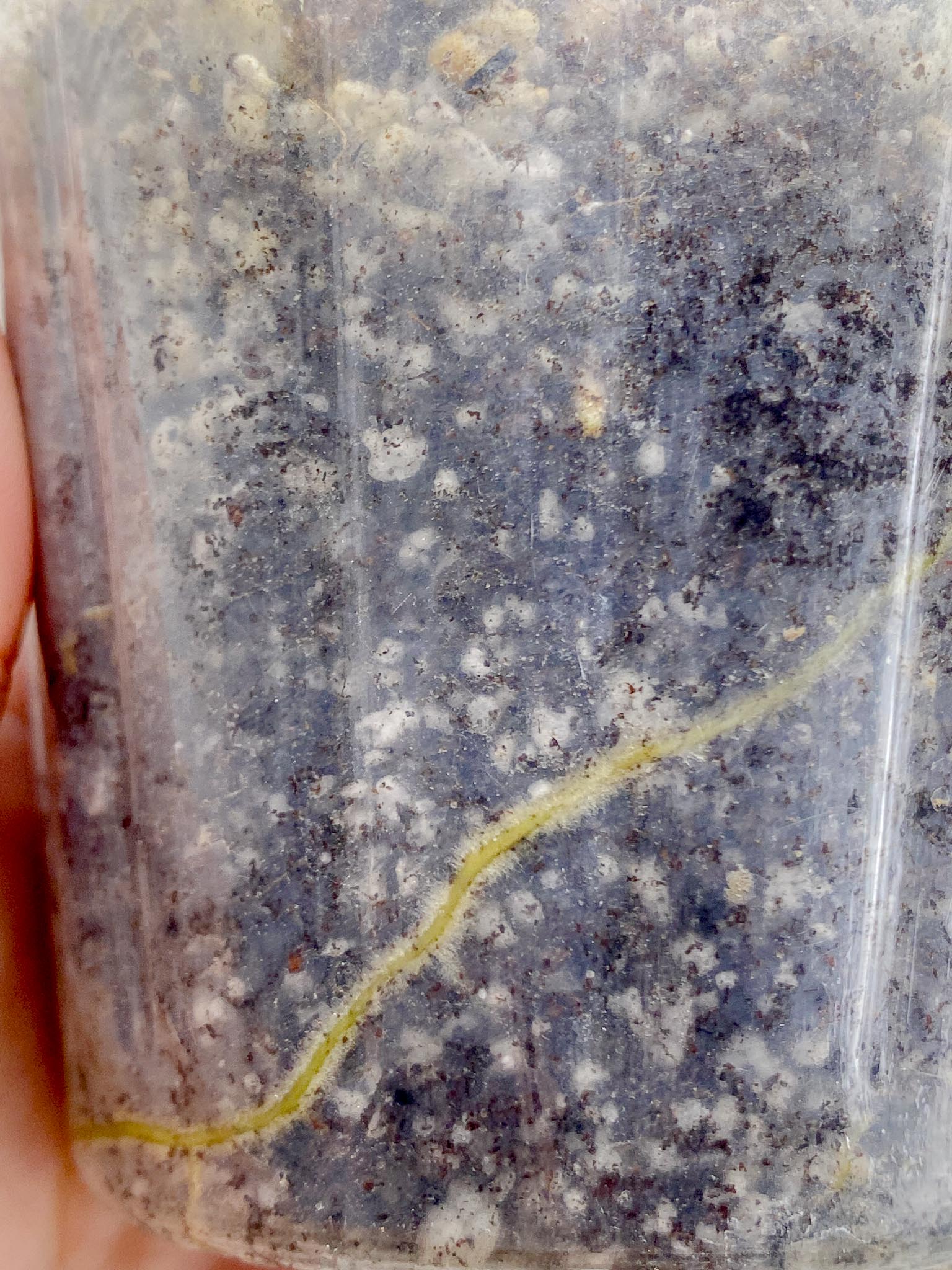 Philodendron Whipple Way A++ (US Clone) 2 Leaves 3 Nodes 1 Sprout Rooted