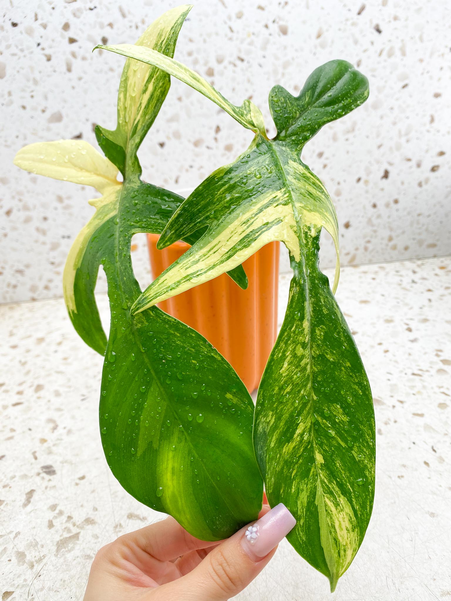 *Philodendron Florida beauty Variegated 2 Leaves 2 Nodes Rooted