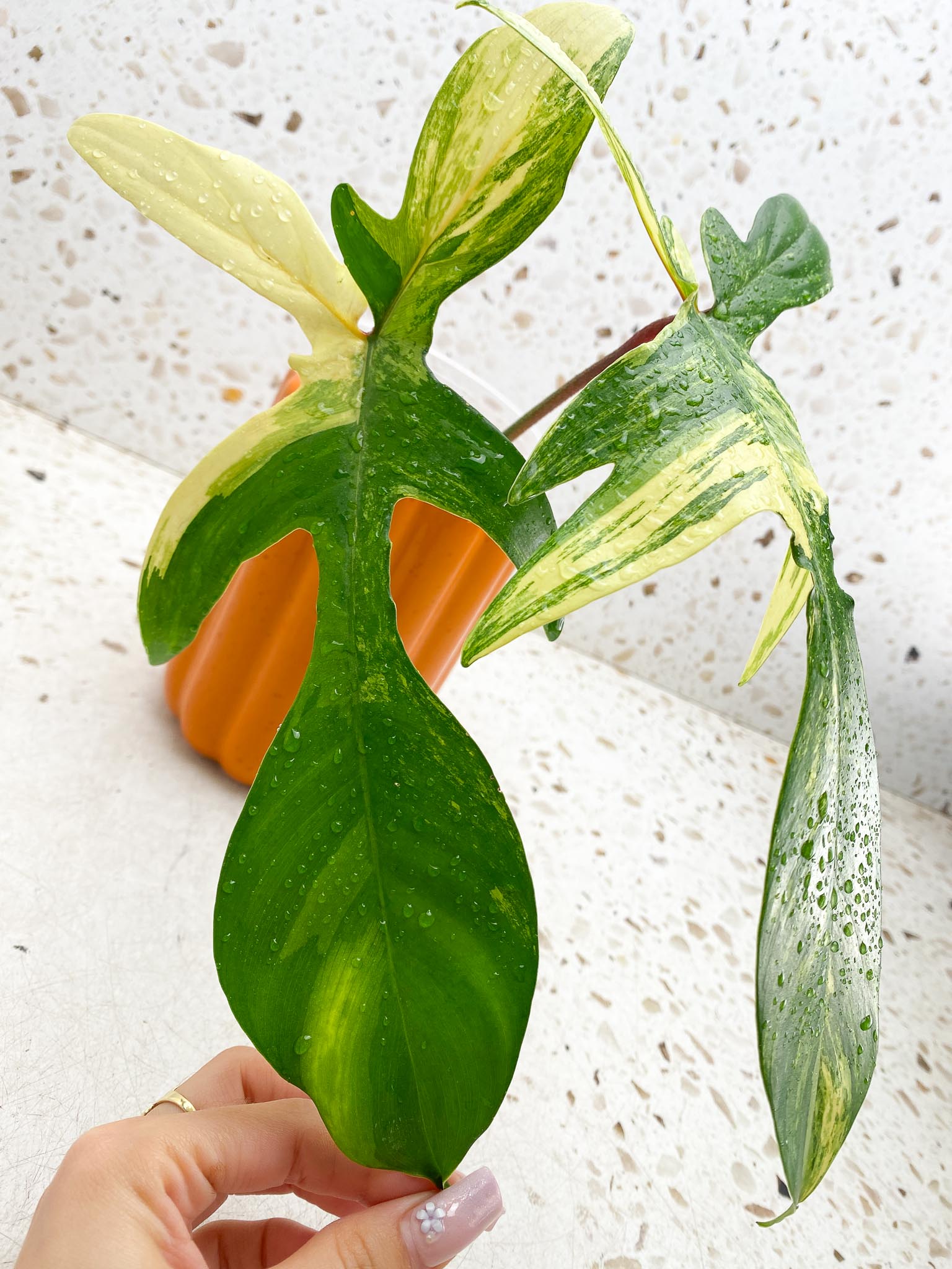 *Philodendron Florida beauty Variegated 2 Leaves 2 Nodes Rooted