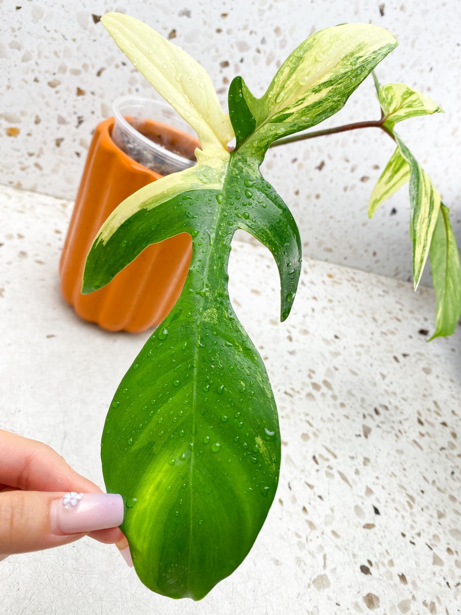 *Philodendron Florida beauty Variegated 2 Leaves 2 Nodes Rooted