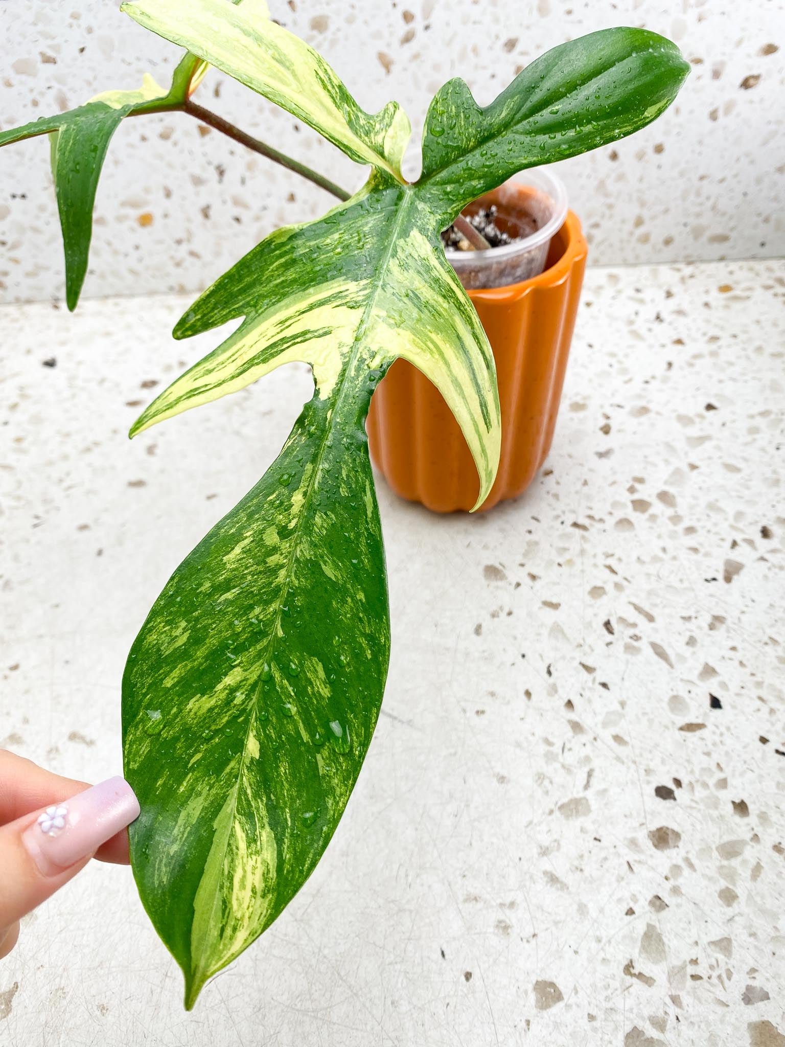 *Philodendron Florida beauty Variegated 2 Leaves 2 Nodes Rooted