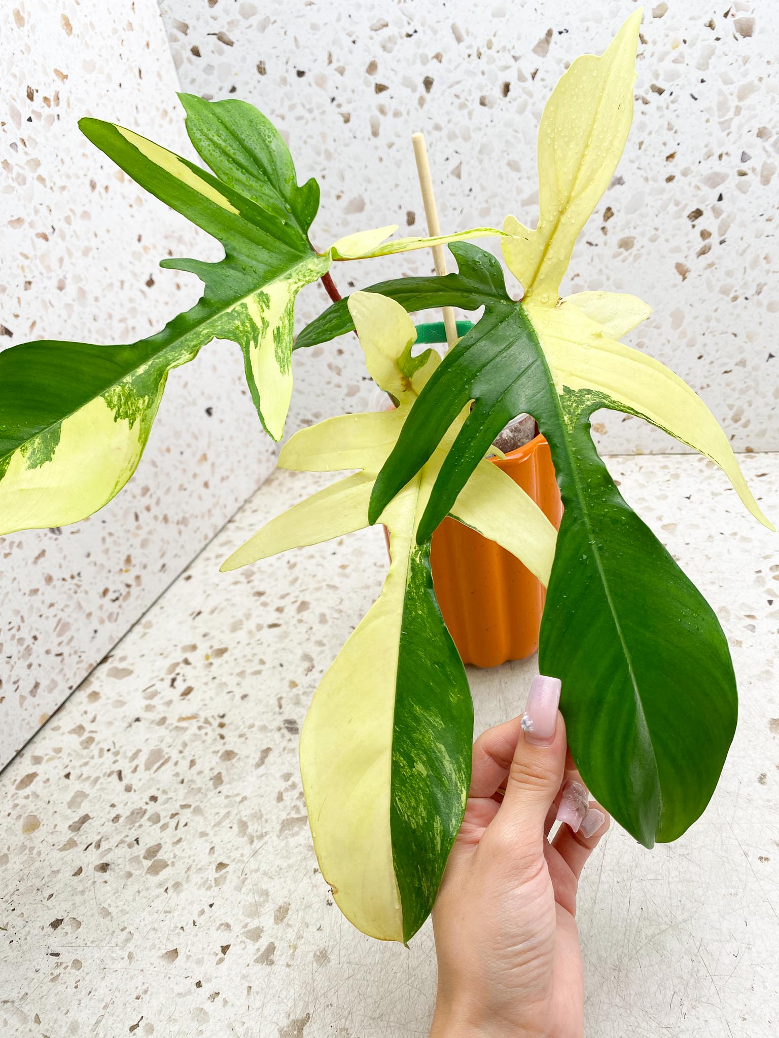 *Philodendron Florida beauty Variegated 3 Leaves 4 Nodes 1 Sprout Rooted