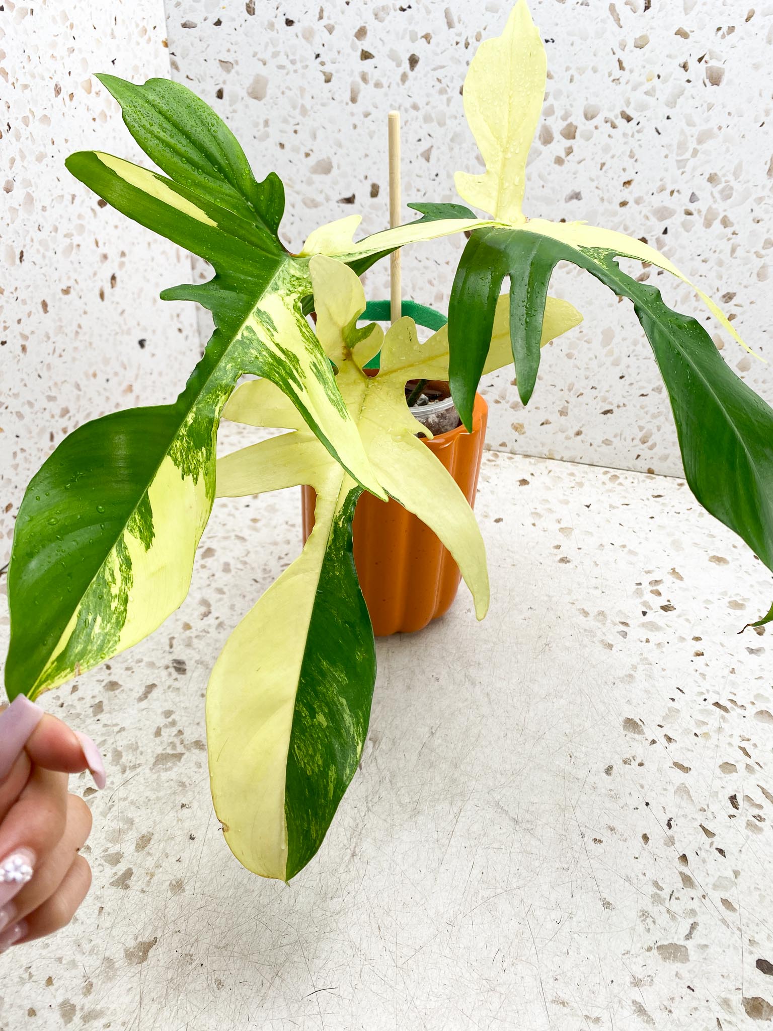 *Philodendron Florida beauty Variegated 3 Leaves 4 Nodes 1 Sprout Rooted