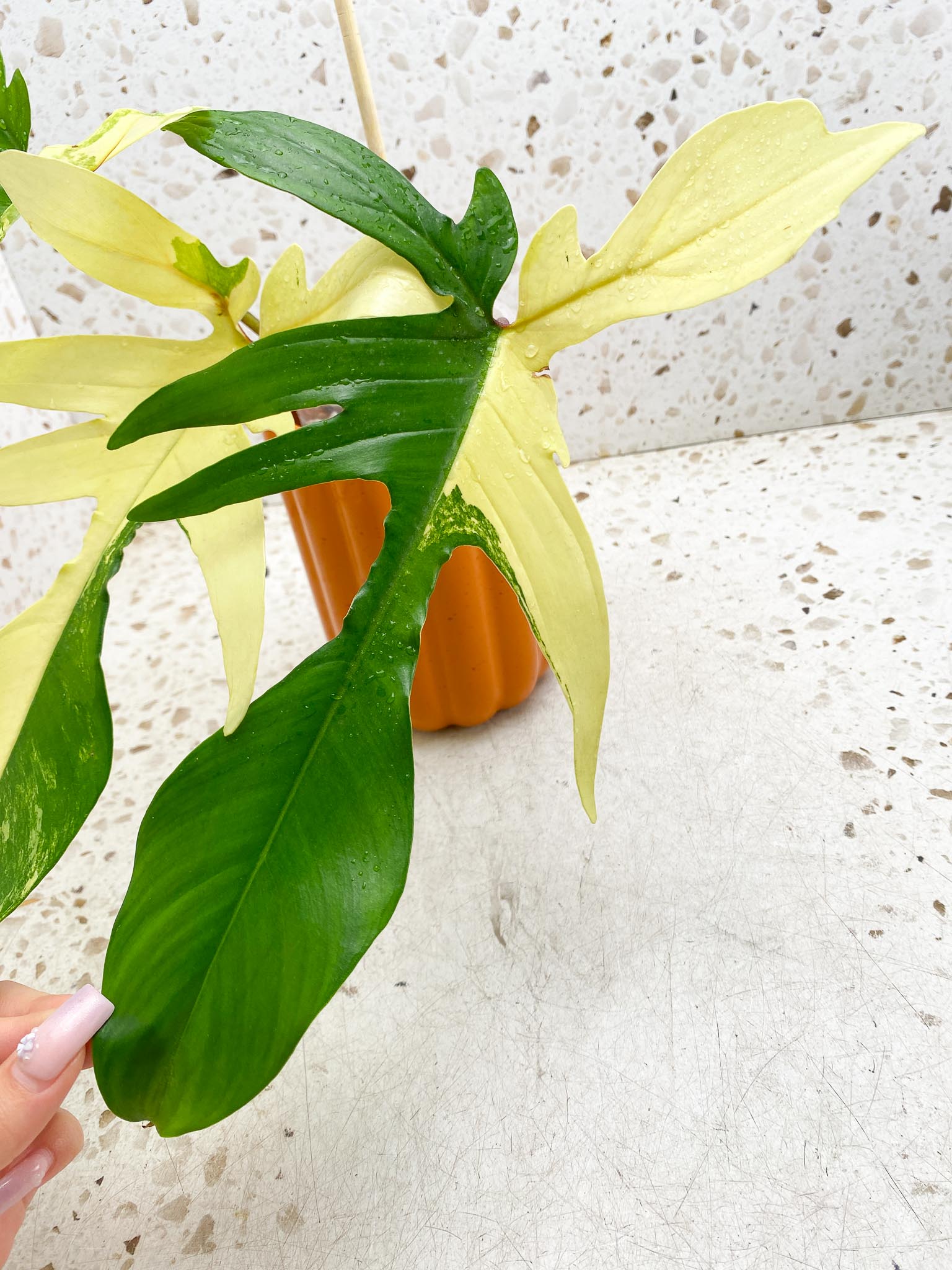 *Philodendron Florida beauty Variegated 3 Leaves 4 Nodes 1 Sprout Rooted