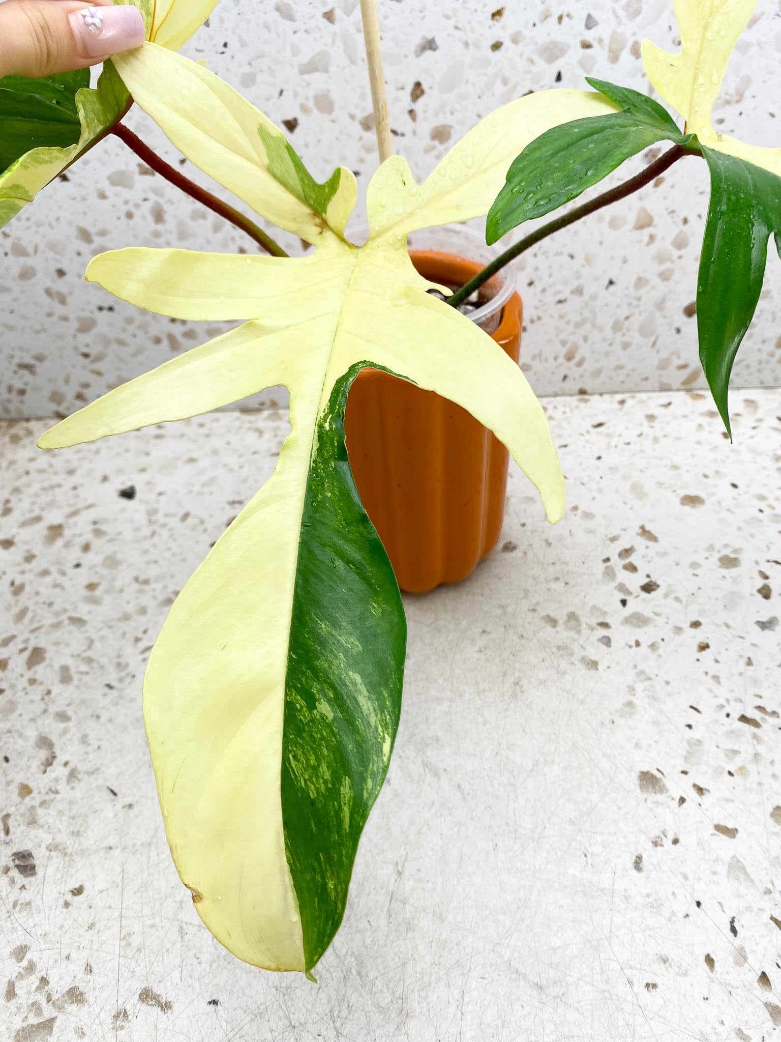 *Philodendron Florida beauty Variegated 3 Leaves 4 Nodes 1 Sprout Rooted
