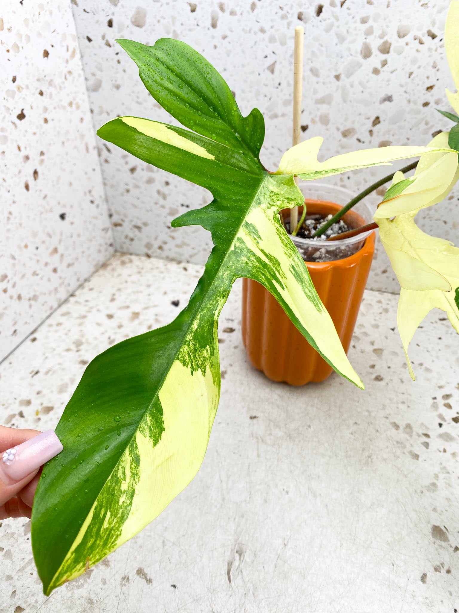 *Philodendron Florida beauty Variegated 3 Leaves 4 Nodes 1 Sprout Rooted