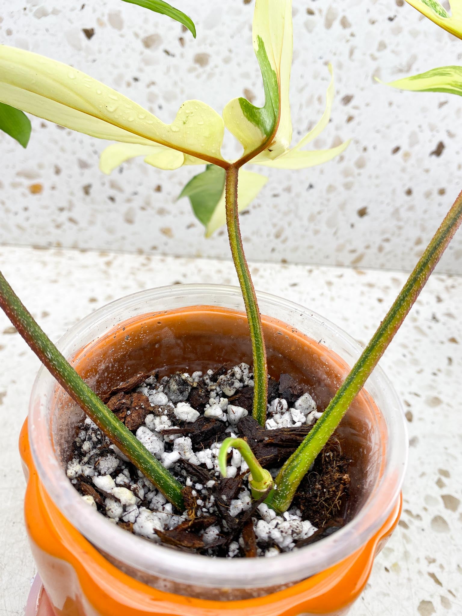 *Philodendron Florida beauty Variegated 3 Leaves 4 Nodes 1 Sprout Rooted