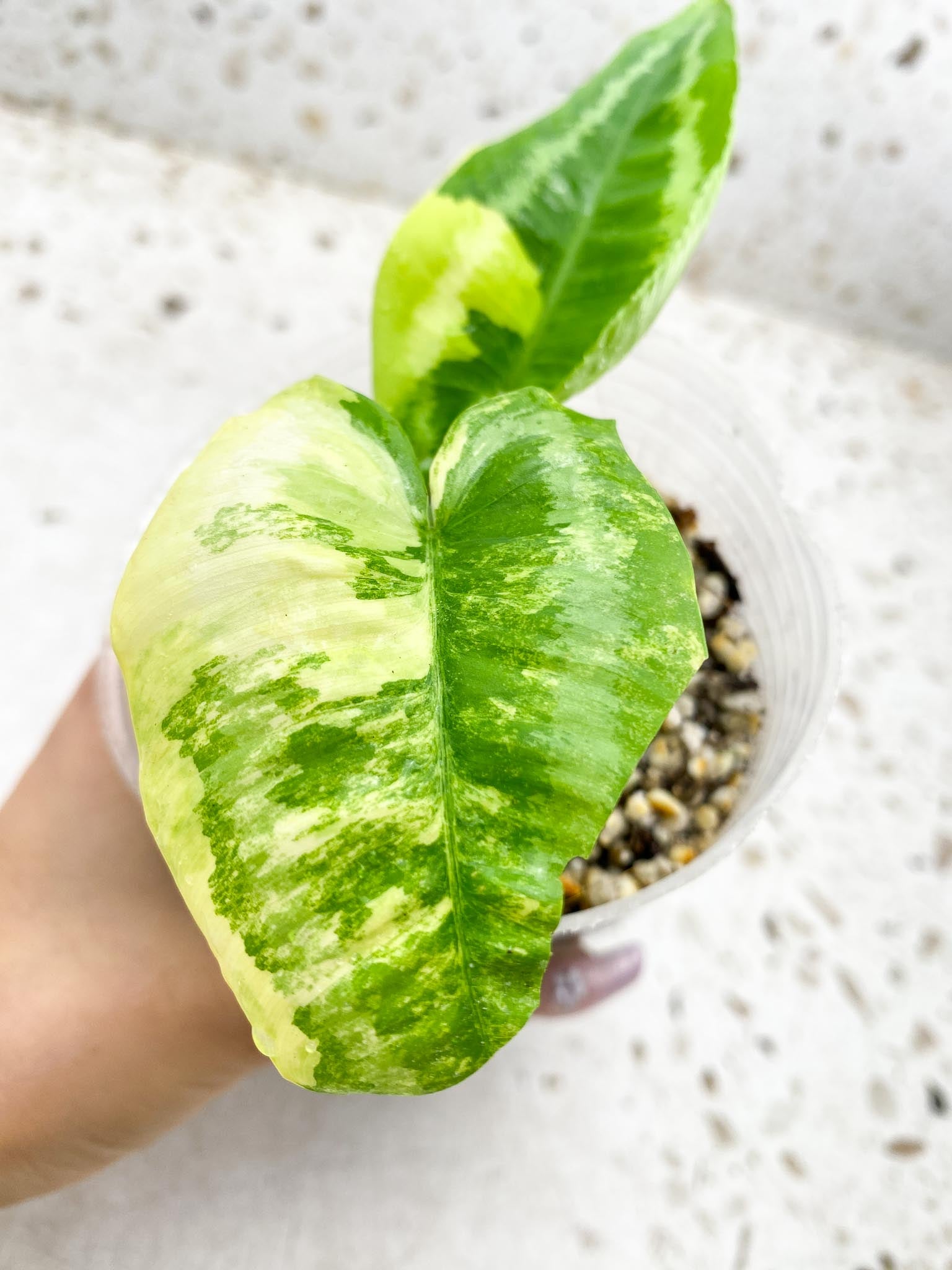 Schismatoglottis wallichii variegated 2 Leaves 2 Nodes top cutting Rooted