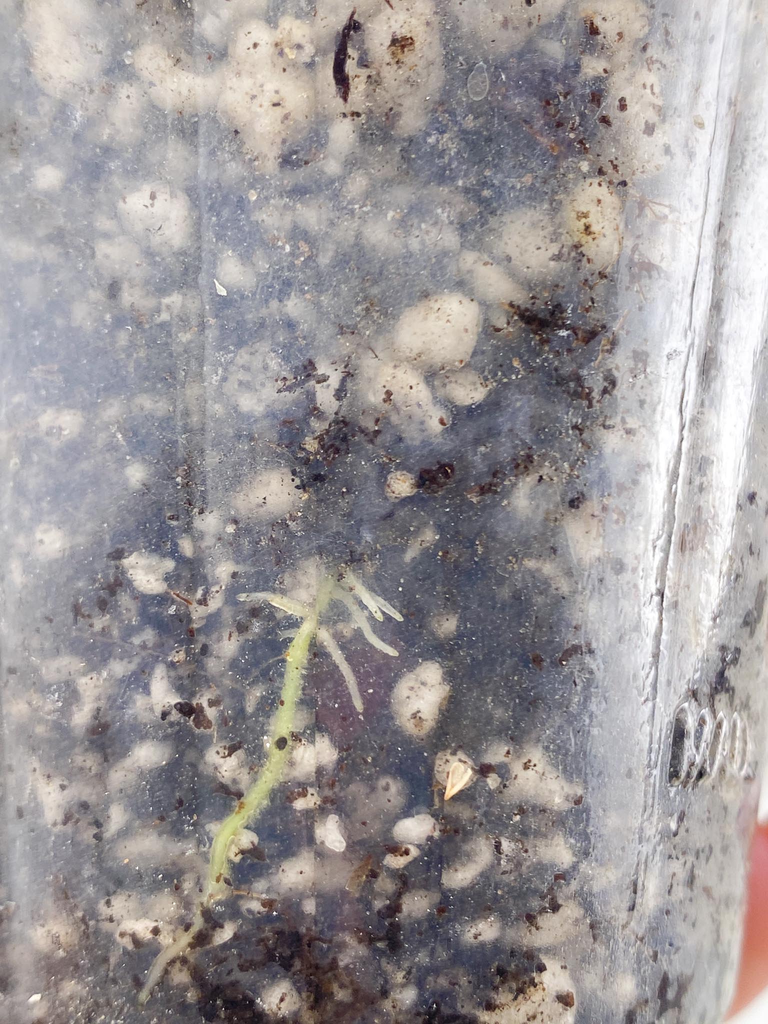 Schismatoglottis wallichii variegated 2 Leaves 2 Nodes top cutting Rooted
