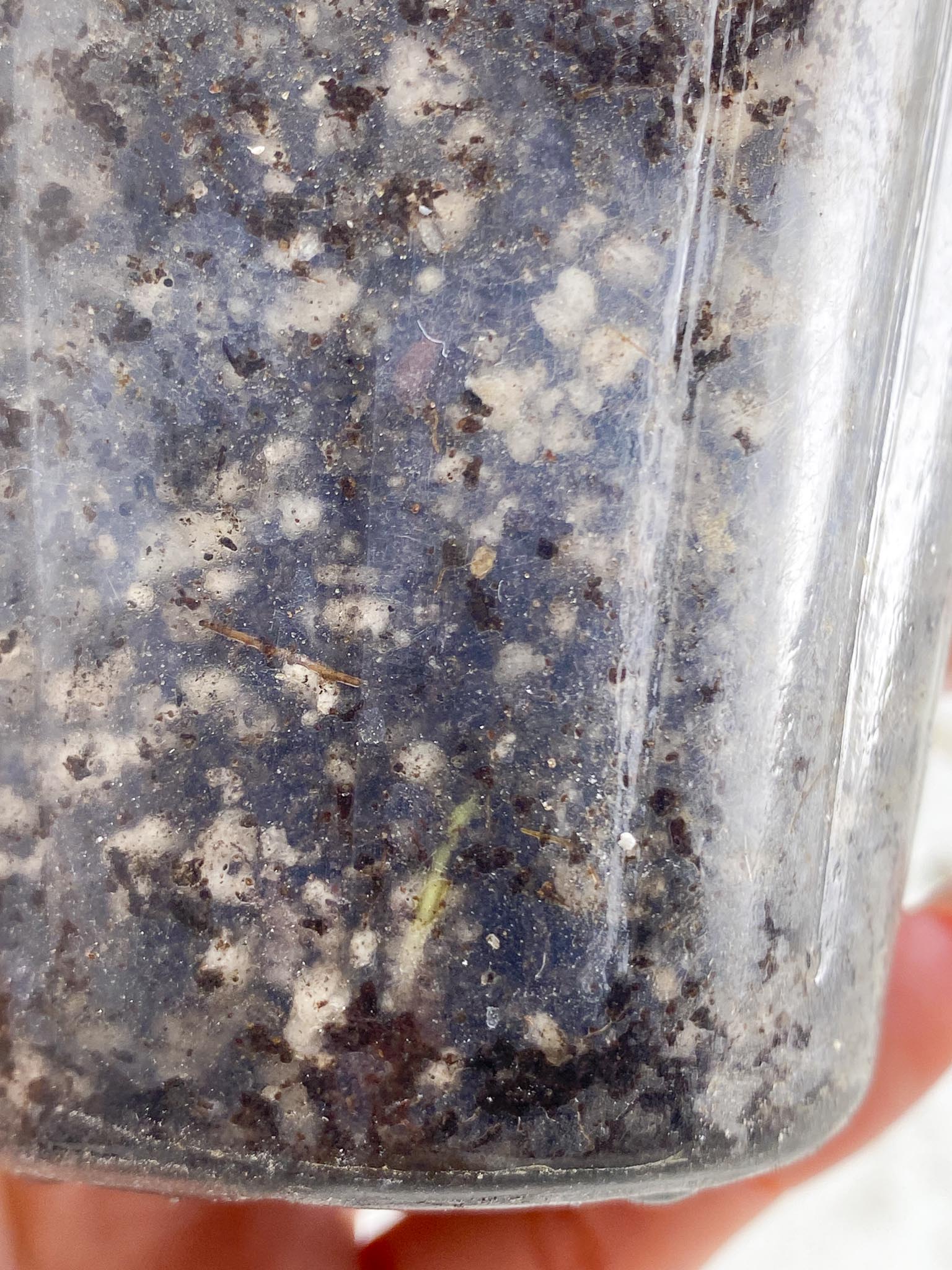 Schismatoglottis wallichii variegated 2 Leaves 2 Nodes top cutting Rooted